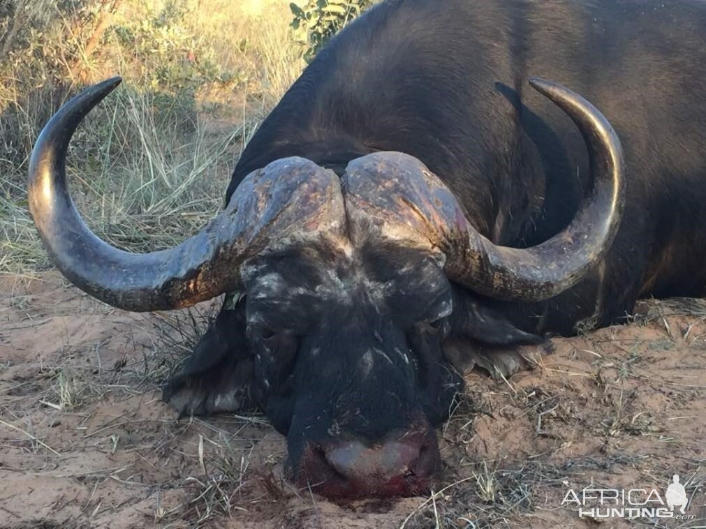 Namibia Hunt Cape Buffalo