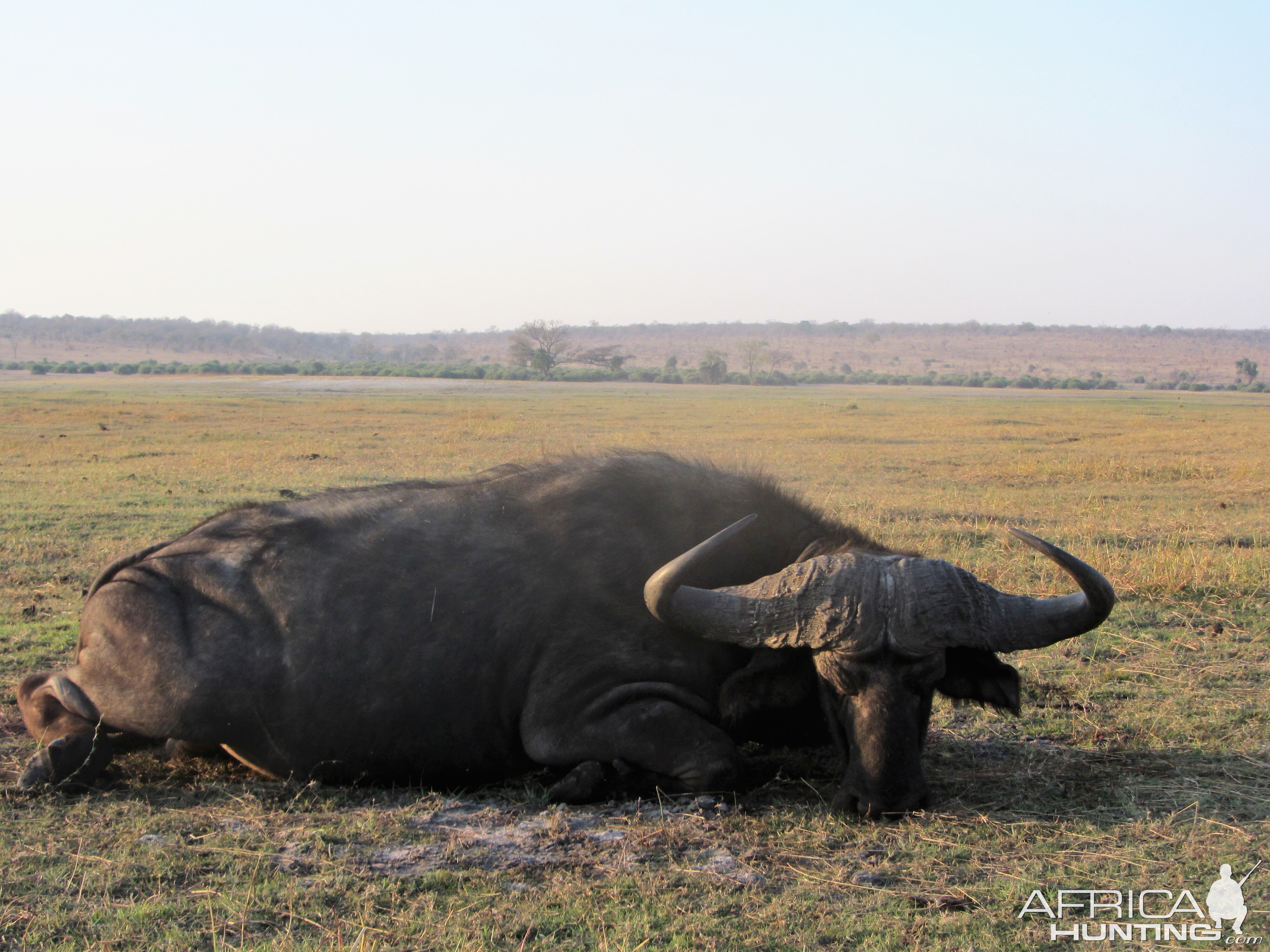 Namibia Hunt Cape Buffalo