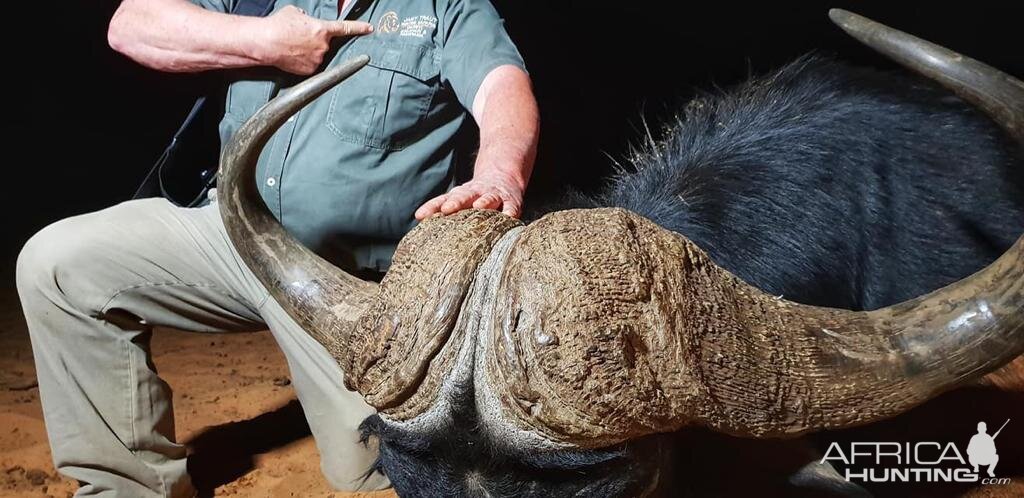 Namibia Hunt Cape Buffalo