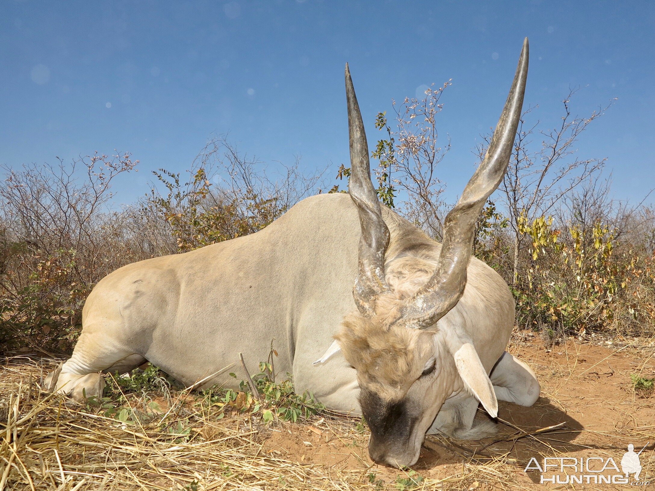 Namibia Hunt Eland