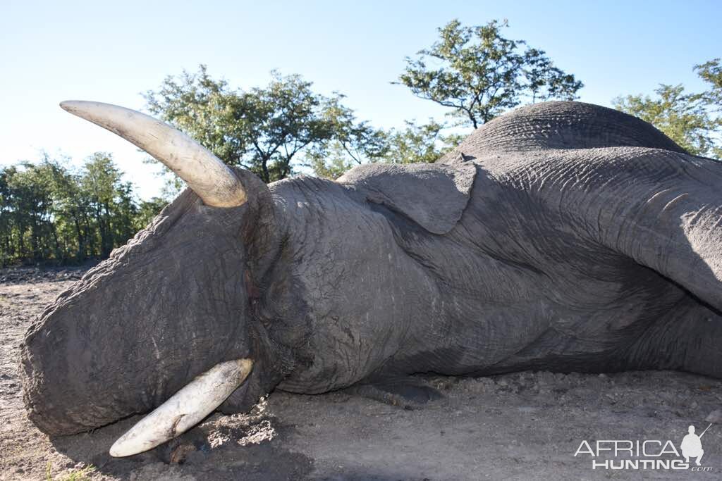 Namibia Hunt Elephant