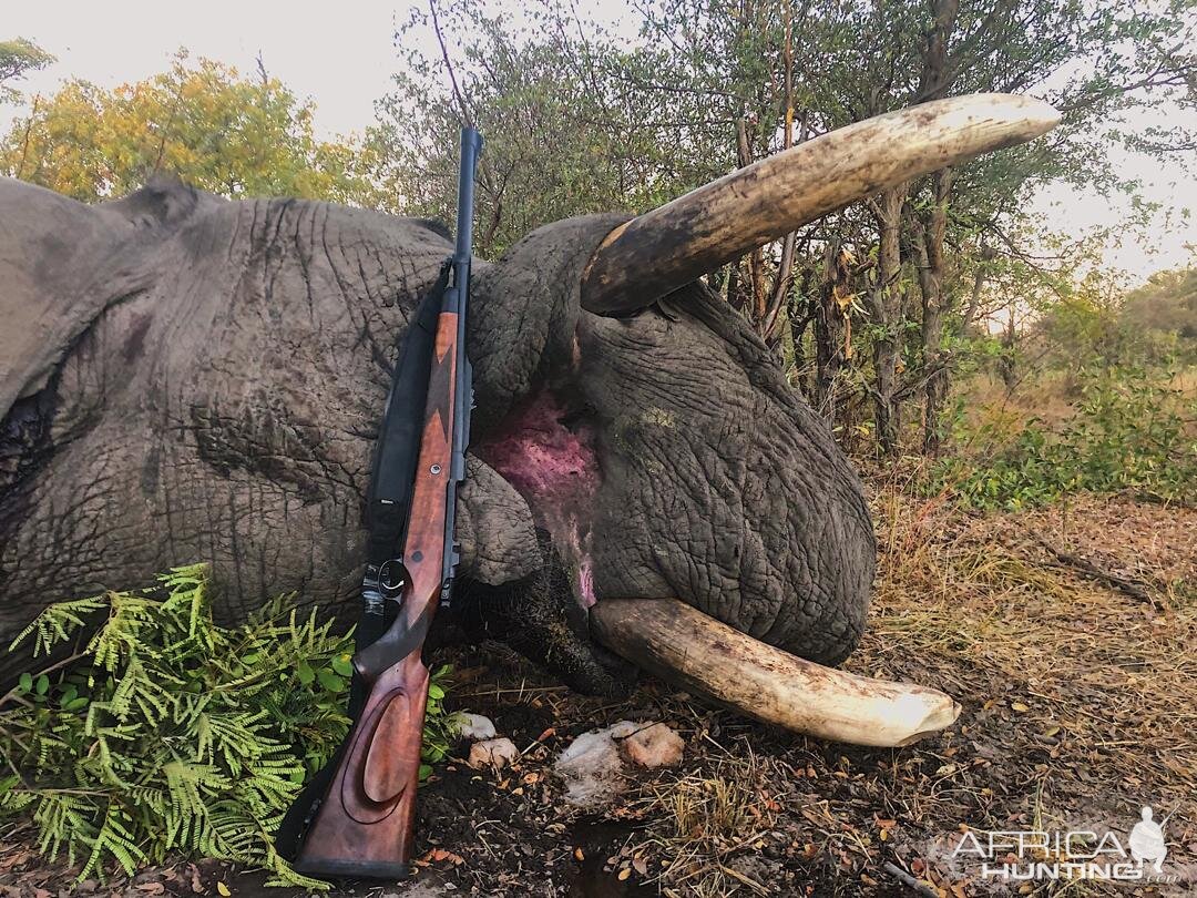 Namibia Hunt Elephant