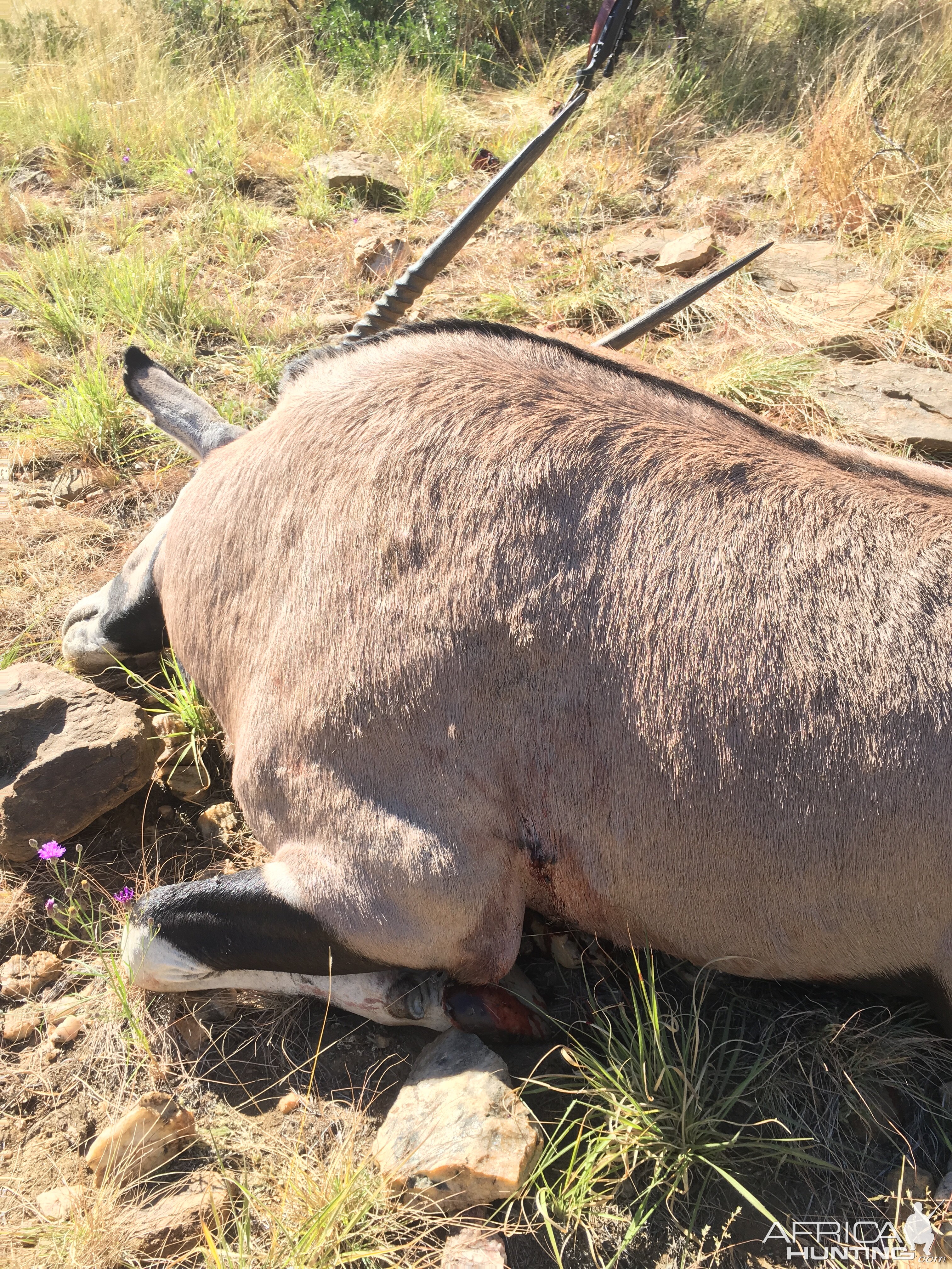 Namibia Hunt Gemsbok