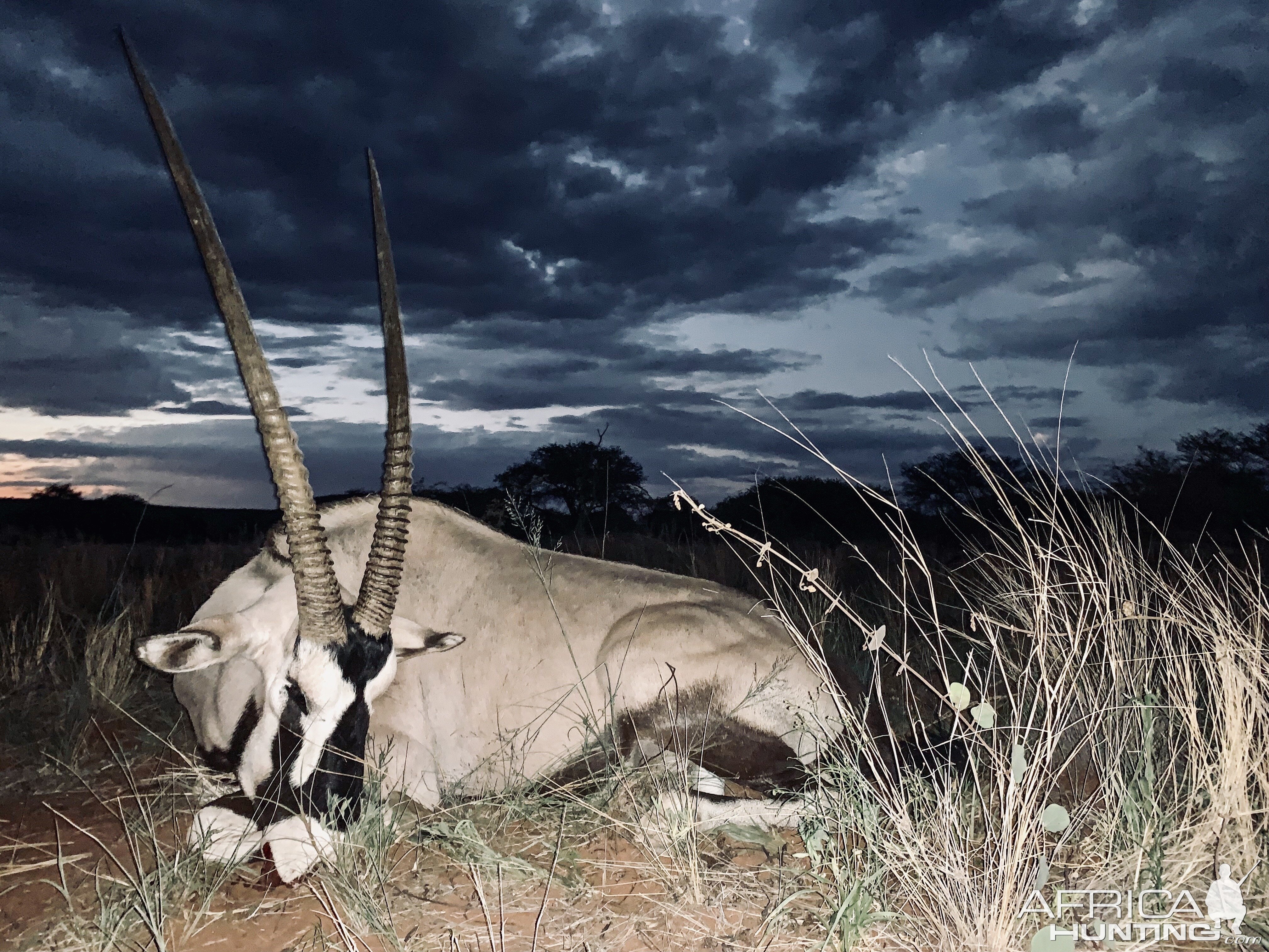 Namibia Hunt Gemsbok