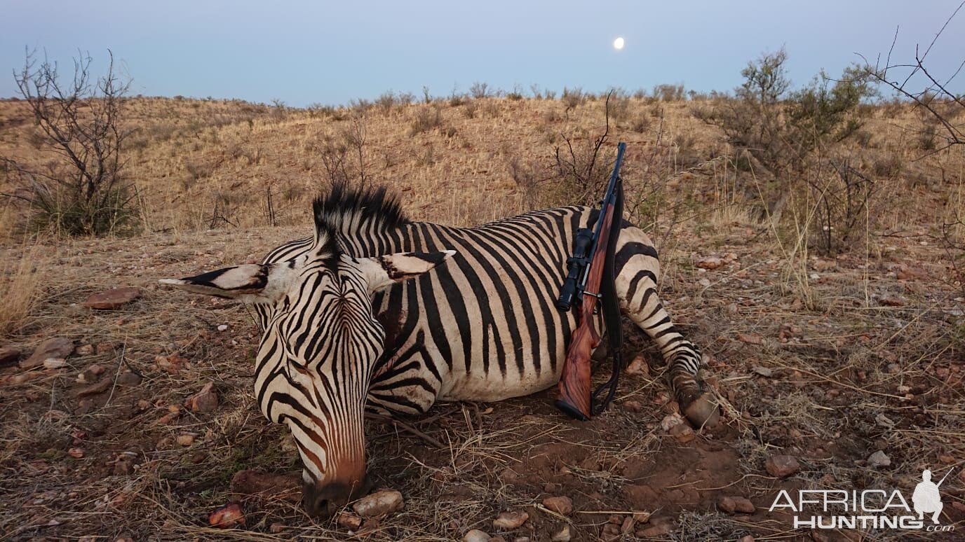 Namibia Hunt Hartmann's Mountain Zebra