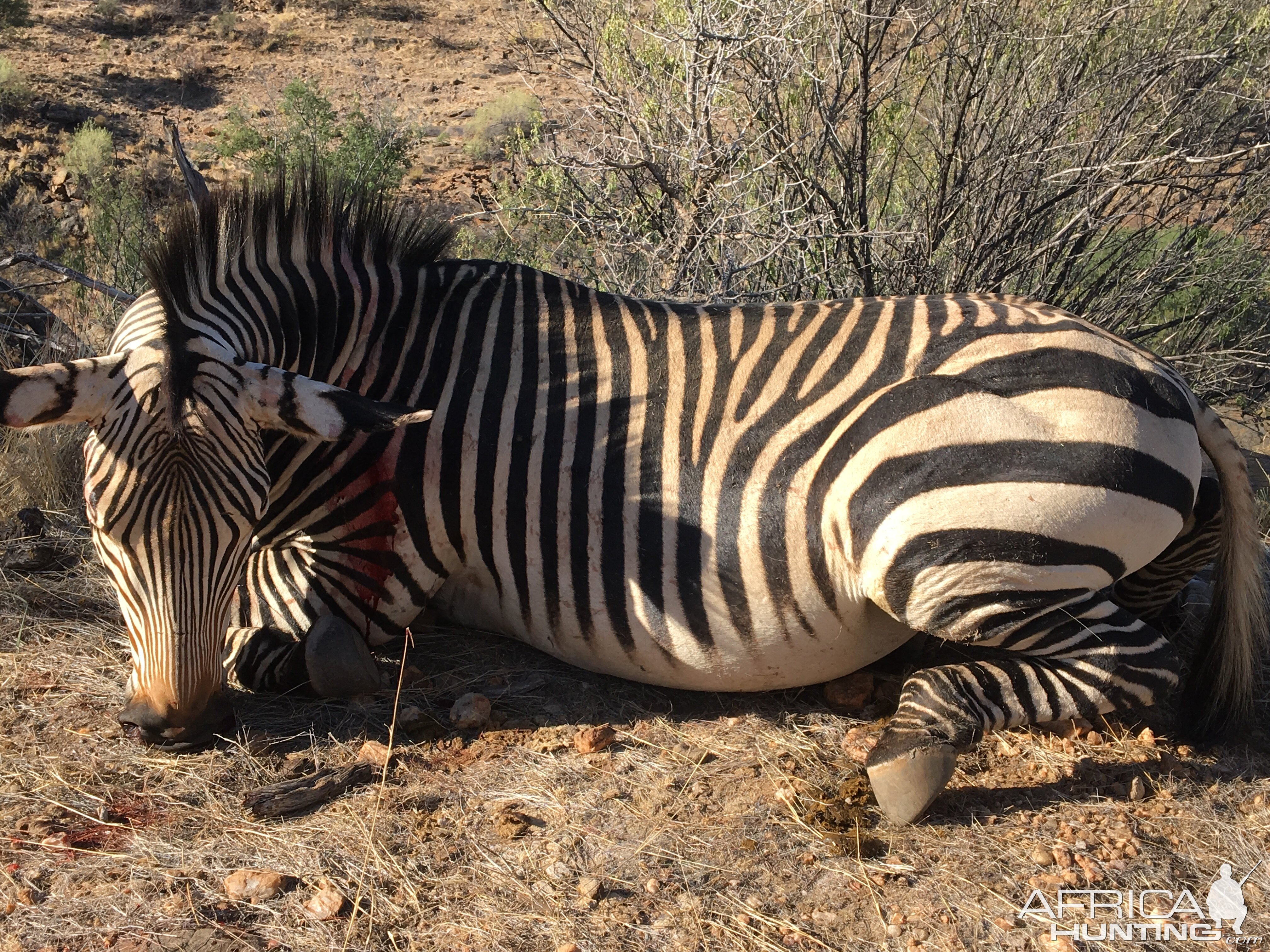 Namibia Hunt Hartmann's Mountain Zebra