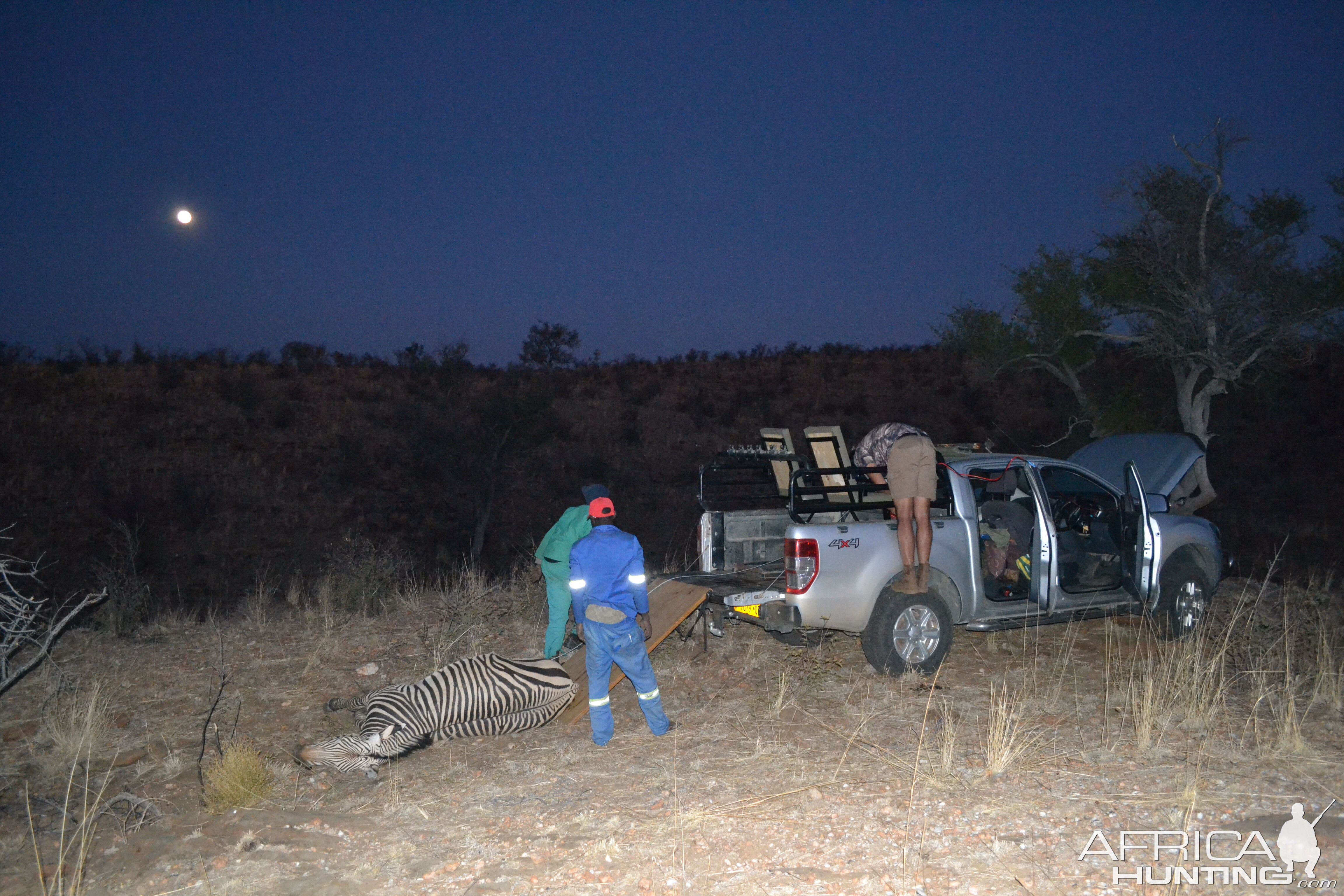 Namibia Hunt Hartmann's Mountain Zebra