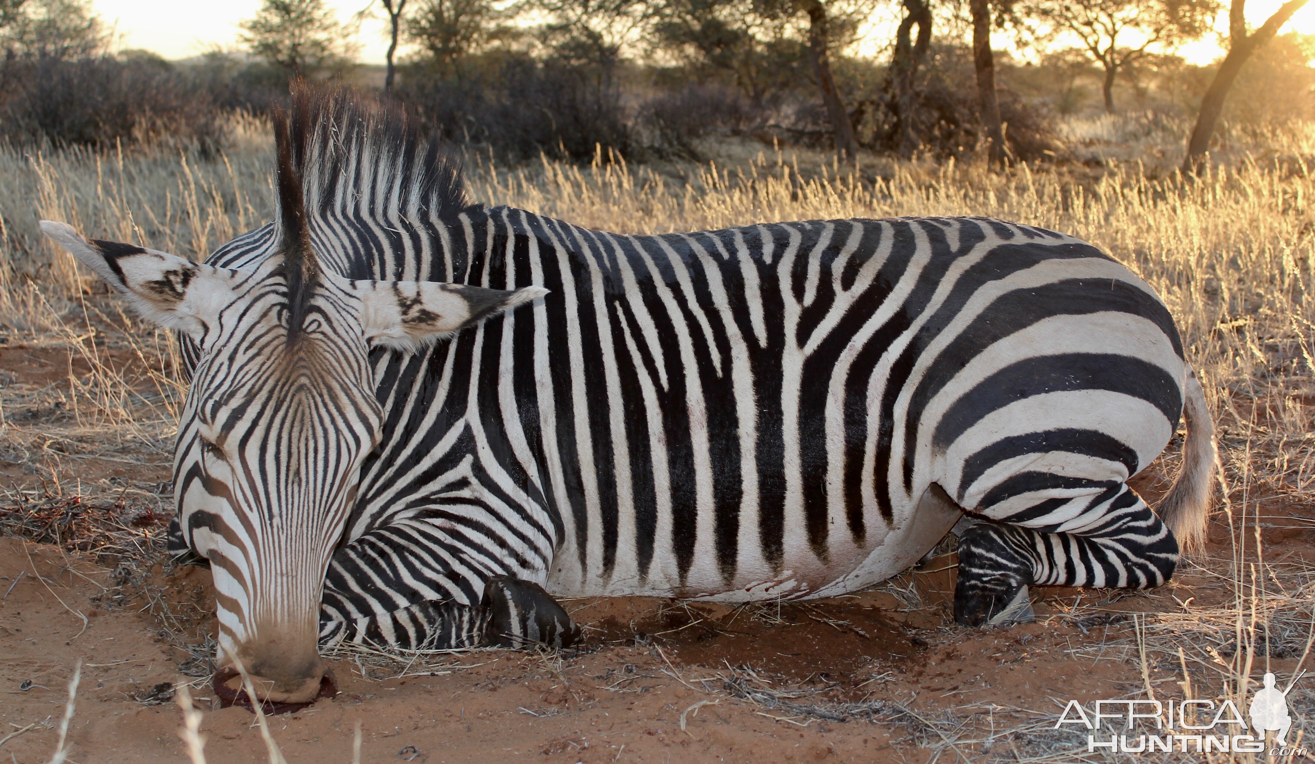 Namibia Hunt Hartmann's Mountain Zebra