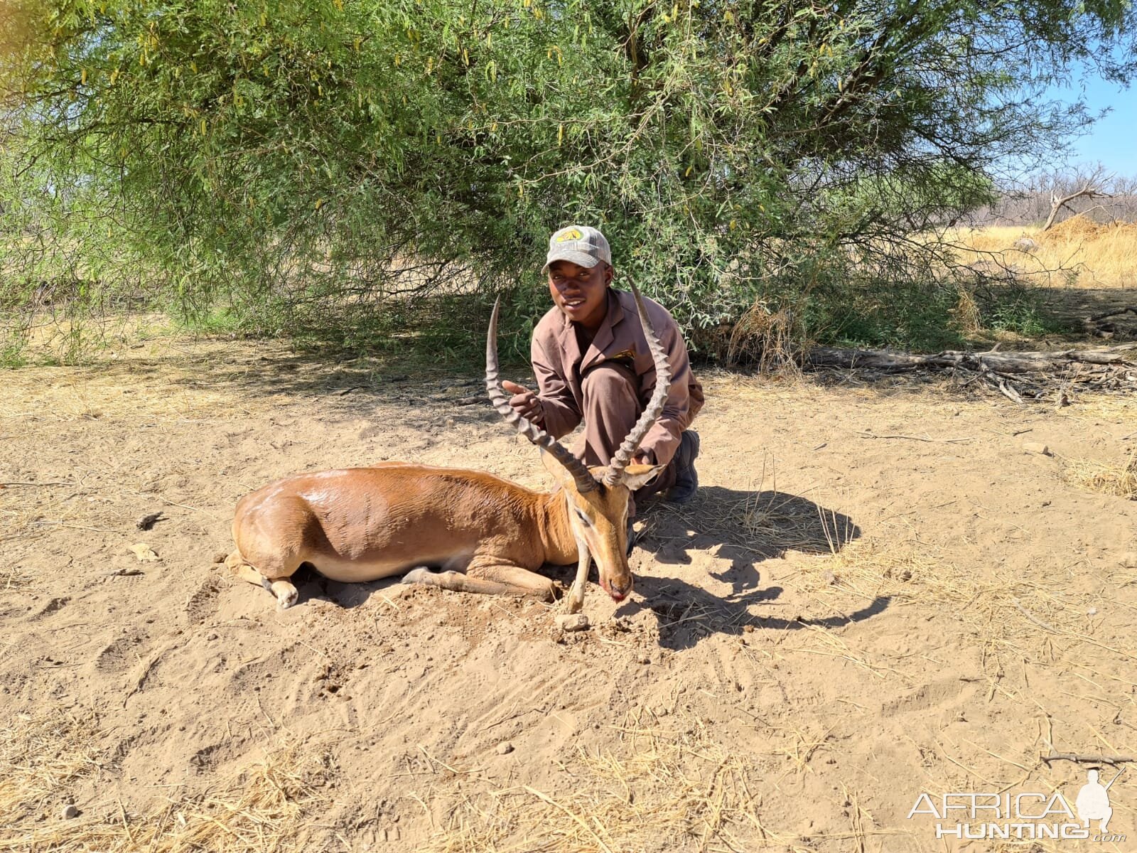 Namibia Hunt Impala