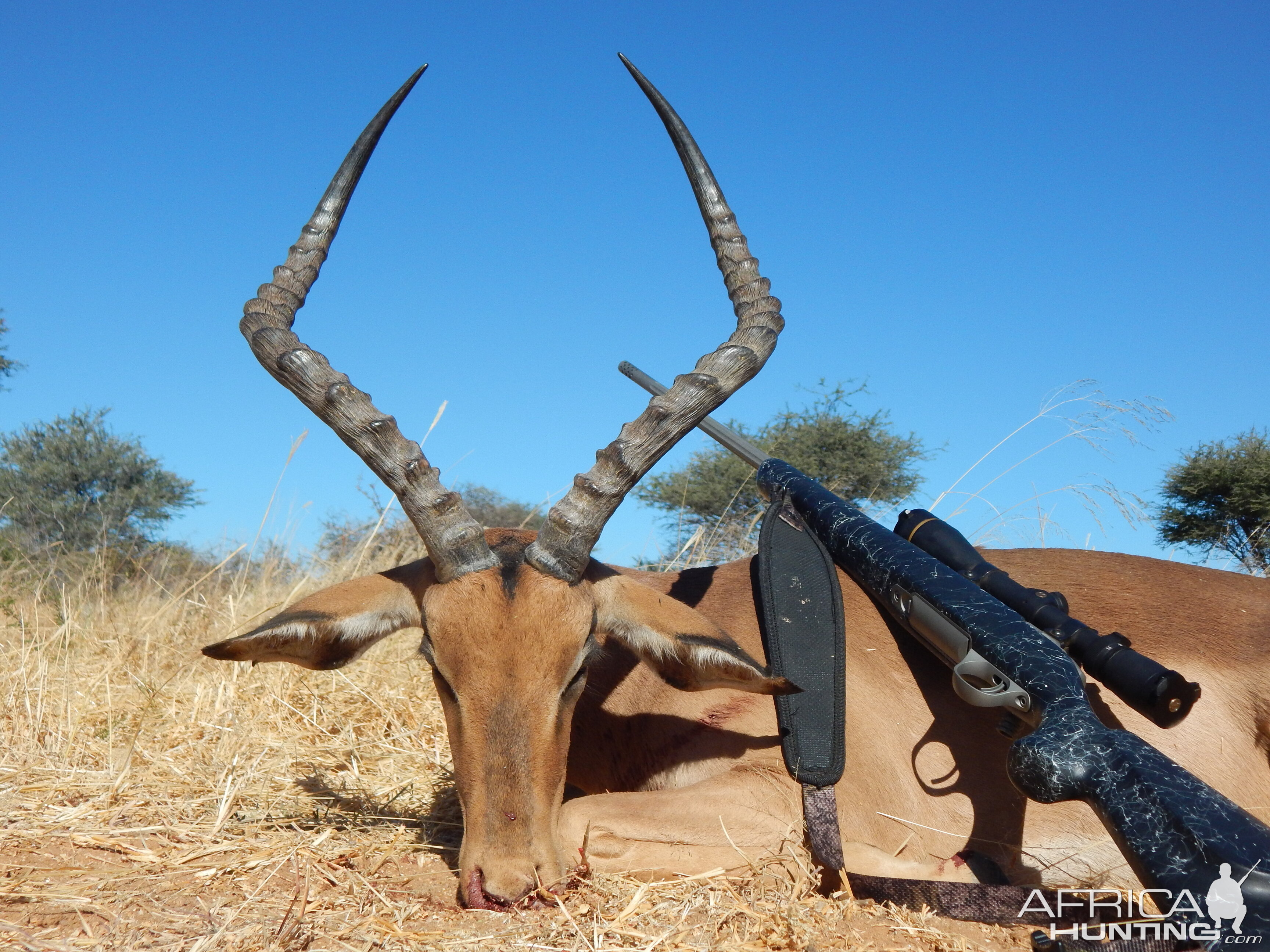 Namibia Hunt Impala