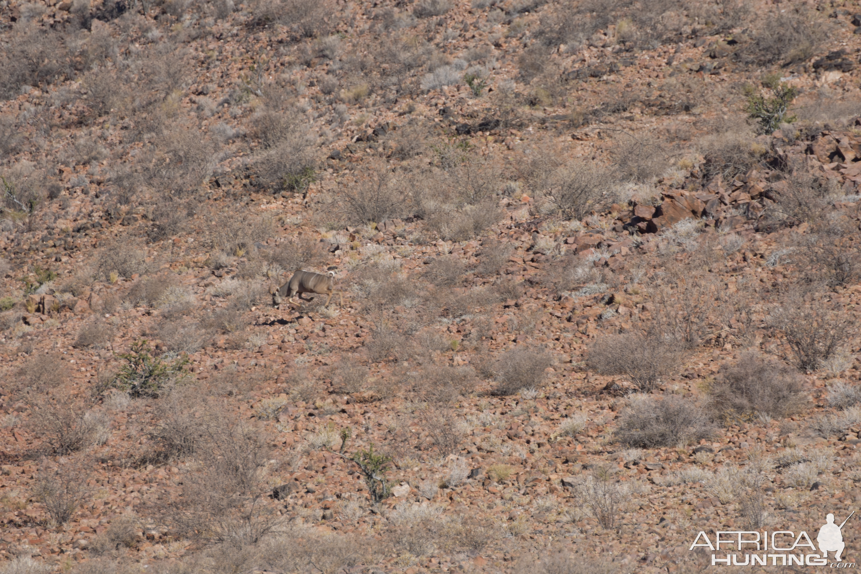 Namibia Hunt Kudu