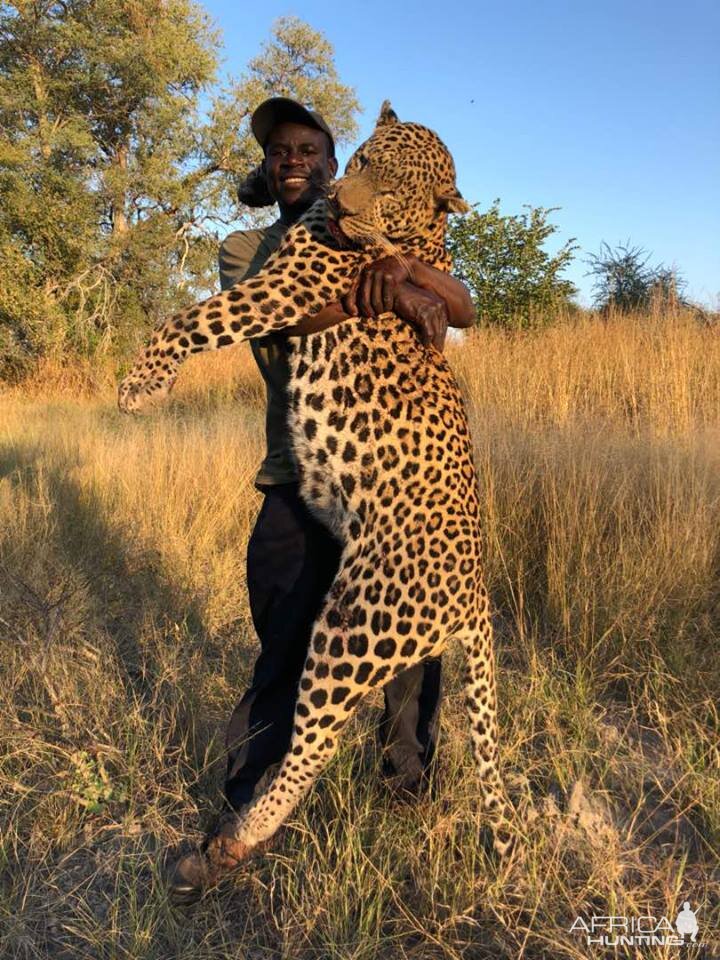 Namibia Hunt Leopard