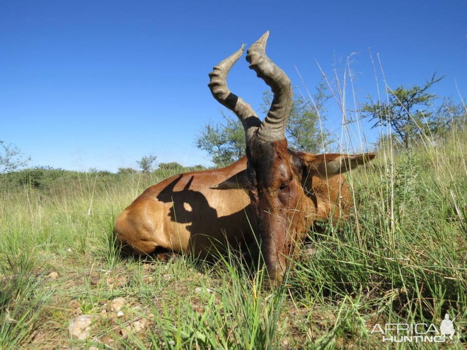 Namibia Hunt Red Hartebeest