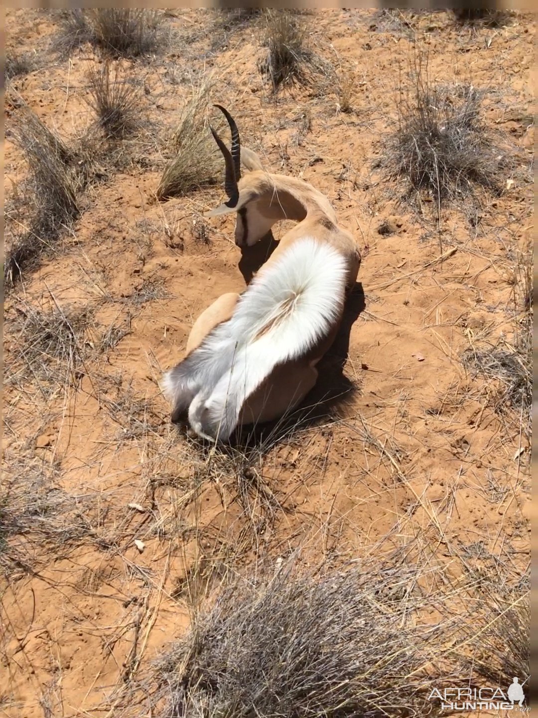 Namibia Hunt Springbok