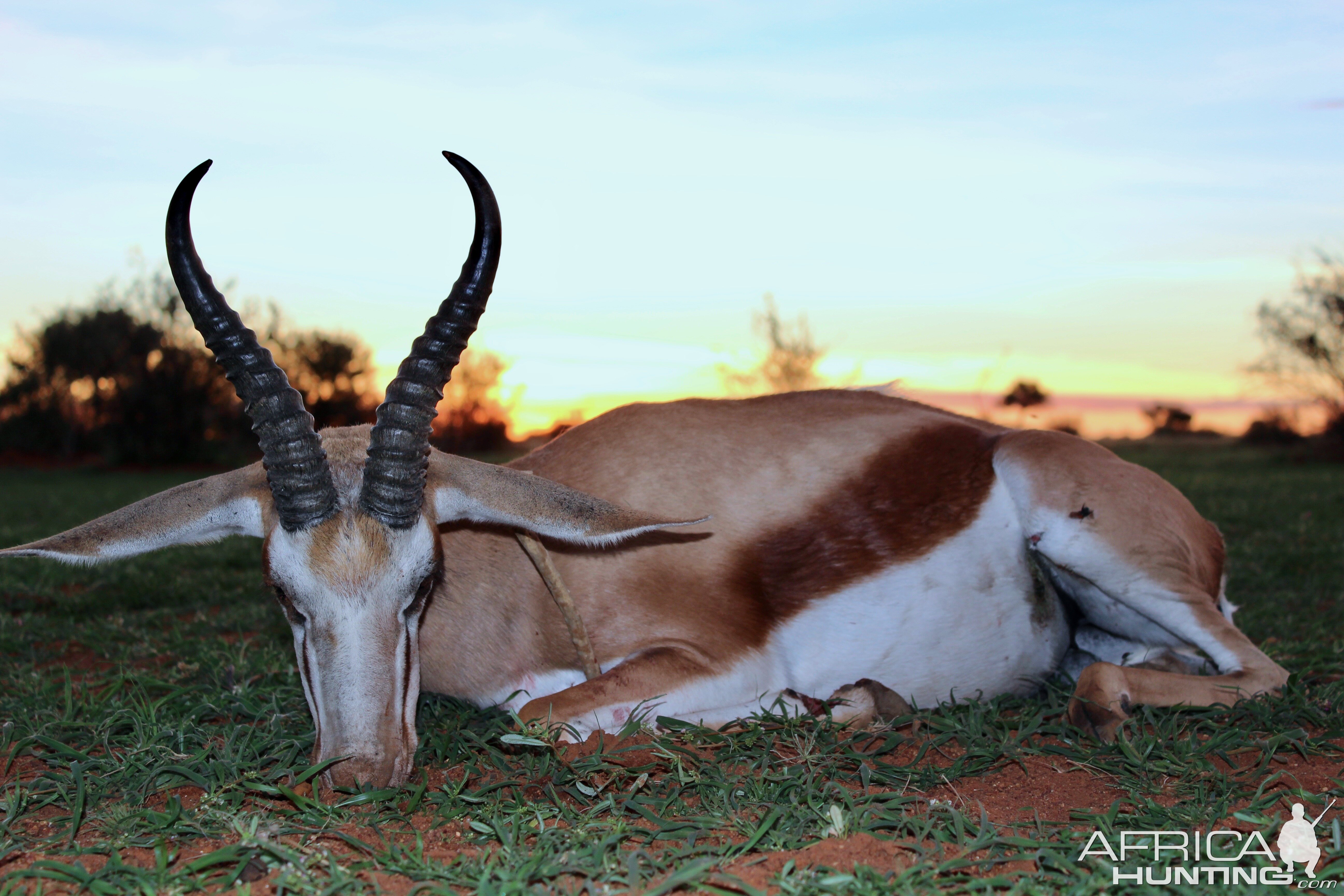 Namibia Hunt Springbok