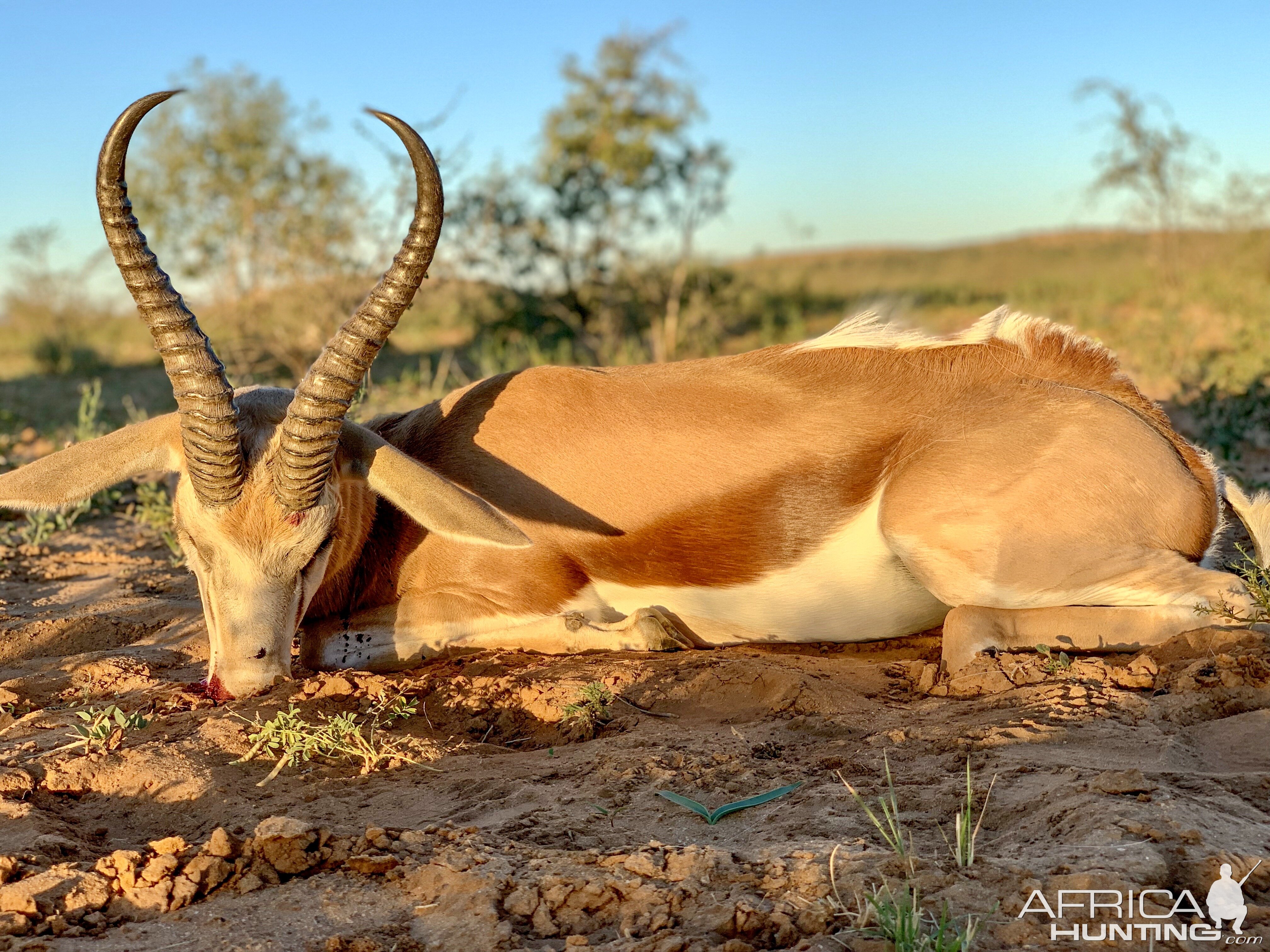 Namibia Hunt Springbok