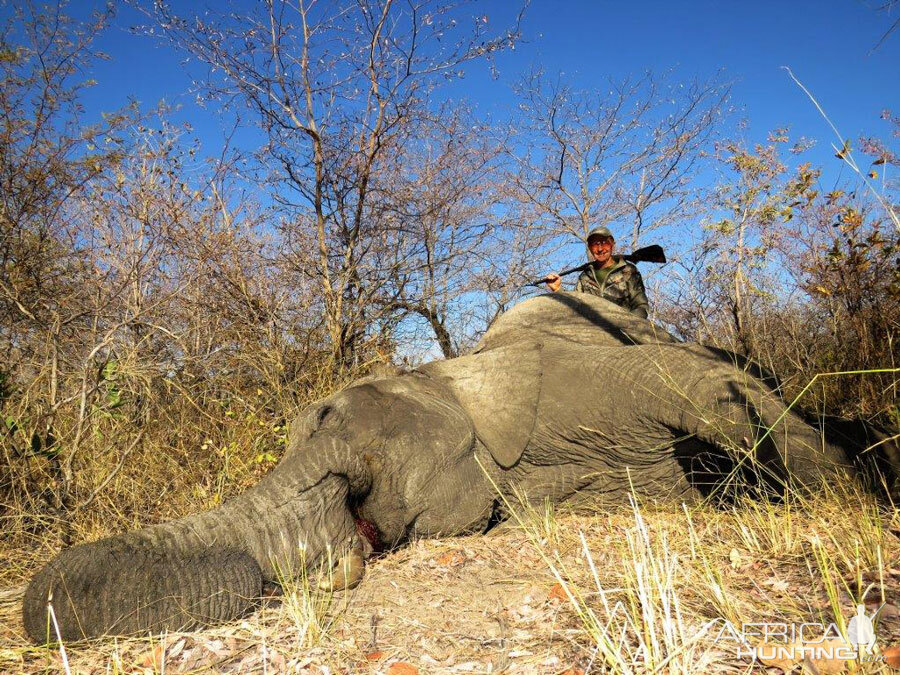 Namibia Hunt Tuskless Elephant