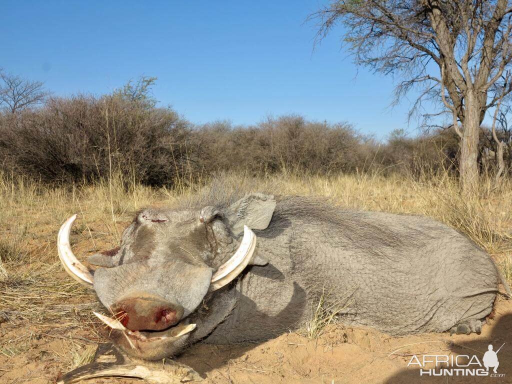 Namibia Hunt Warthog