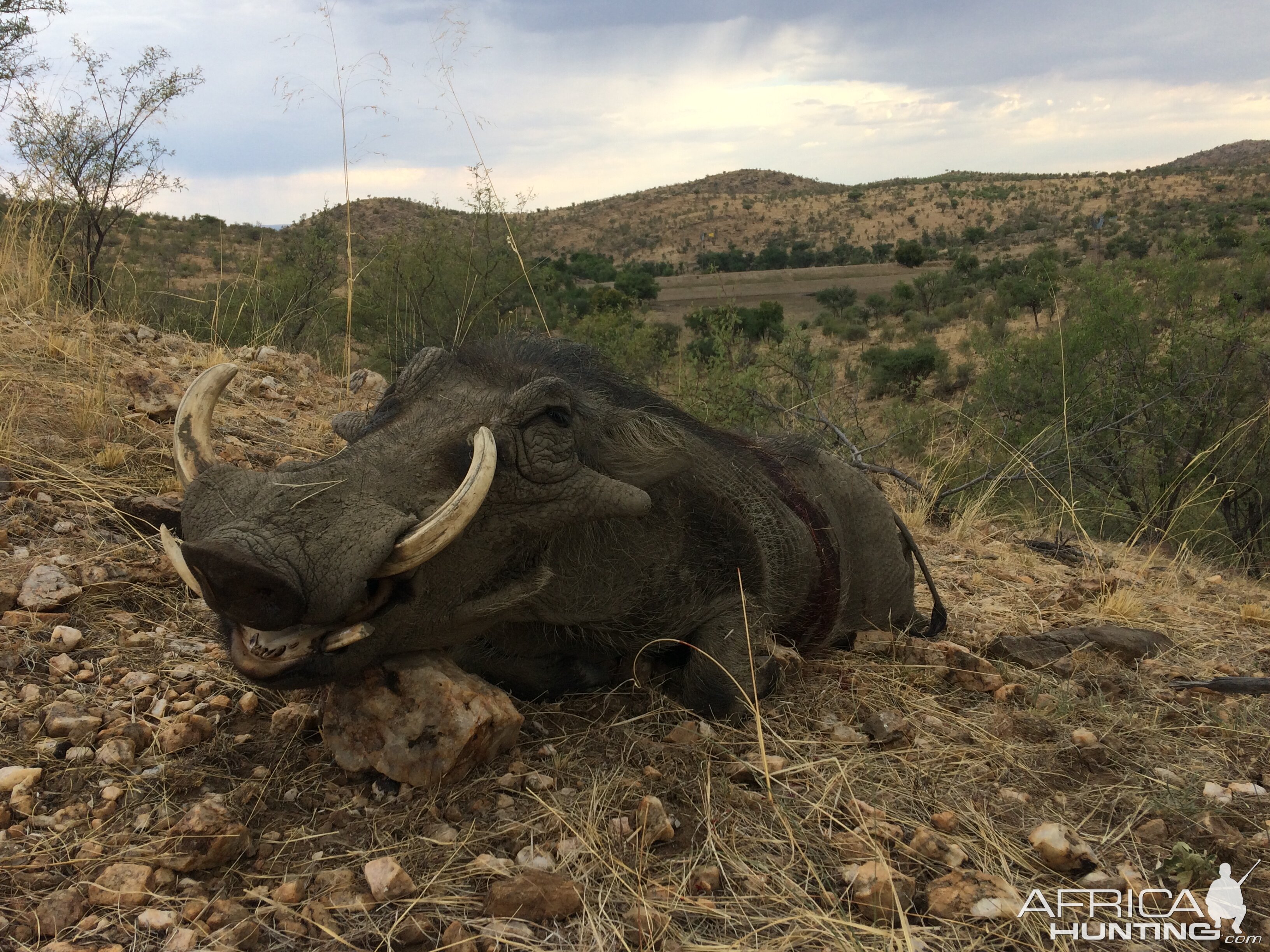 Namibia Hunt Warthog