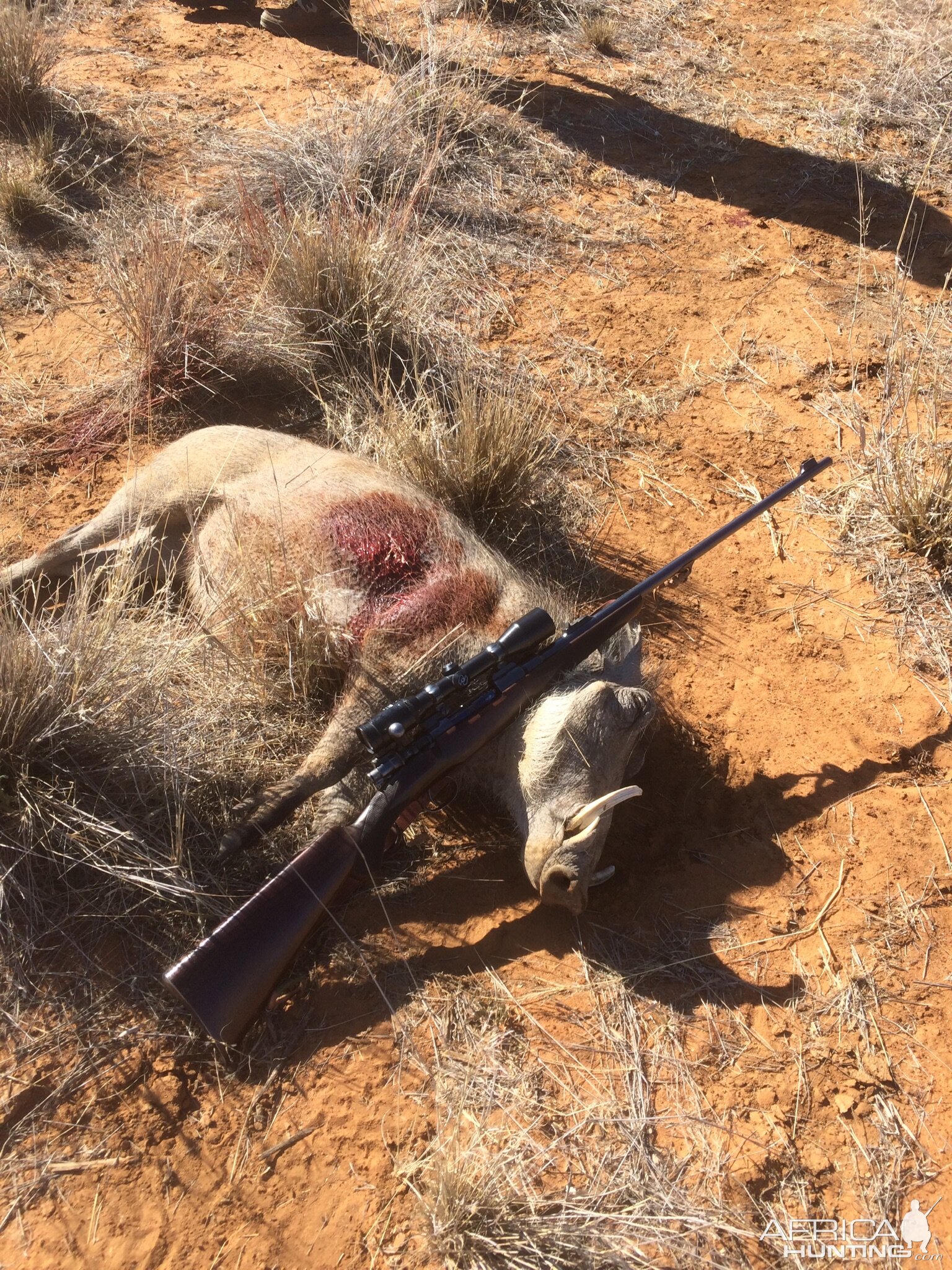 Namibia Hunt Warthog