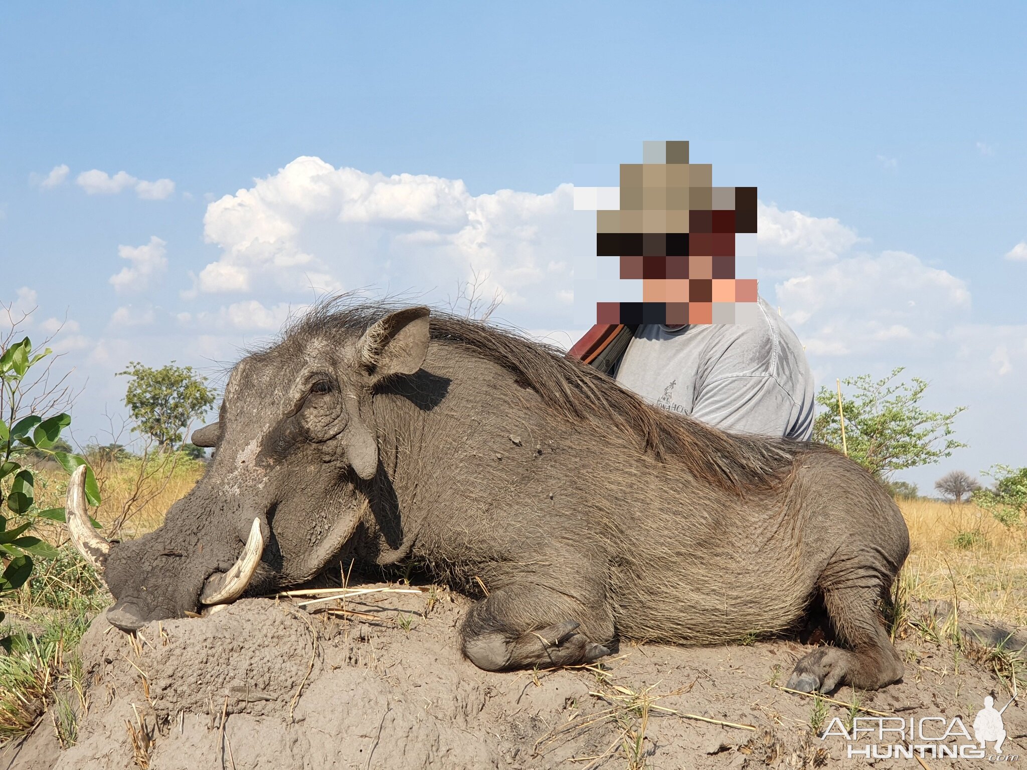 Namibia Hunt Warthog