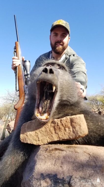 Namibia Hunting Baboon