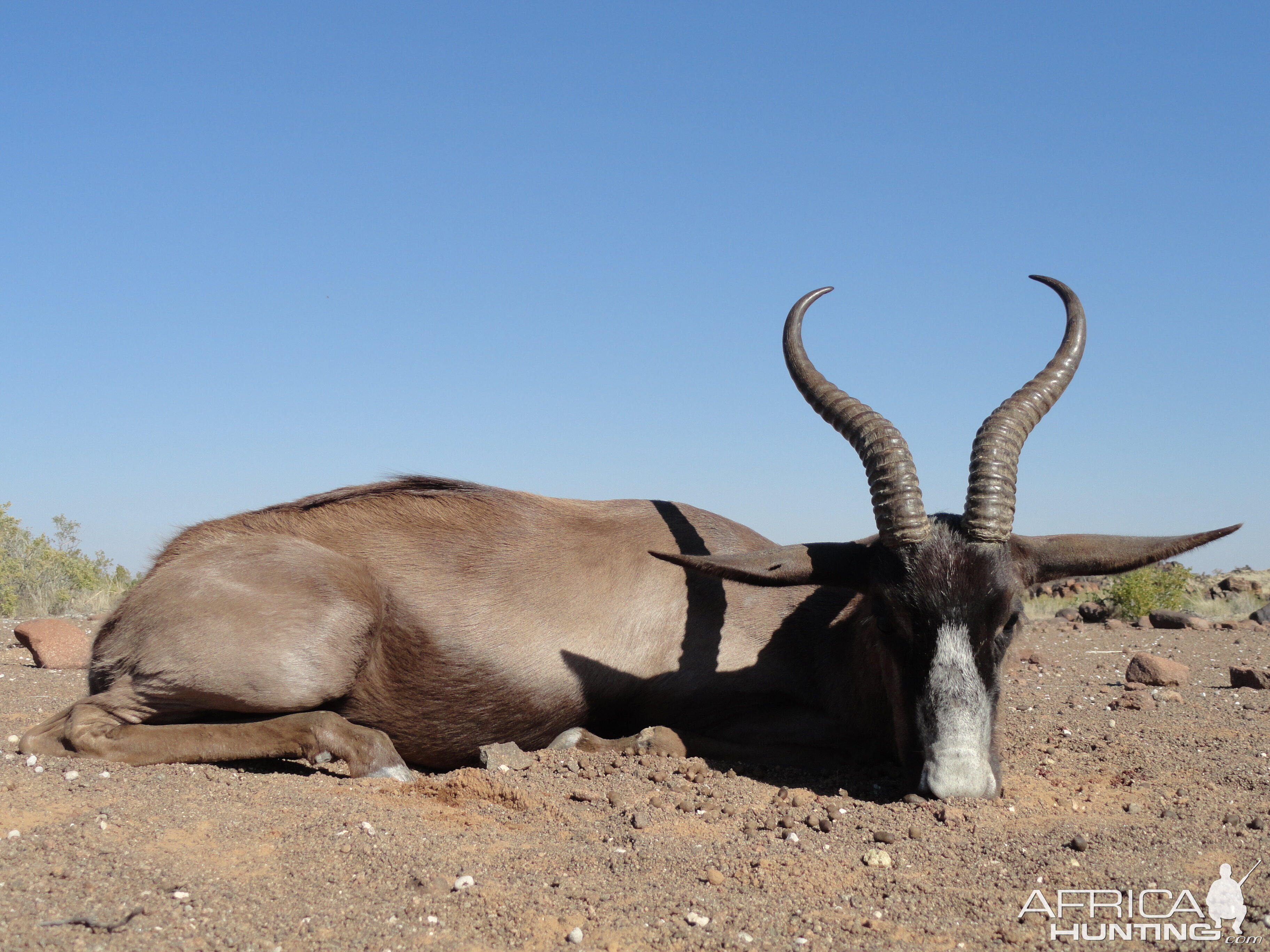 Namibia Hunting Black Springbok