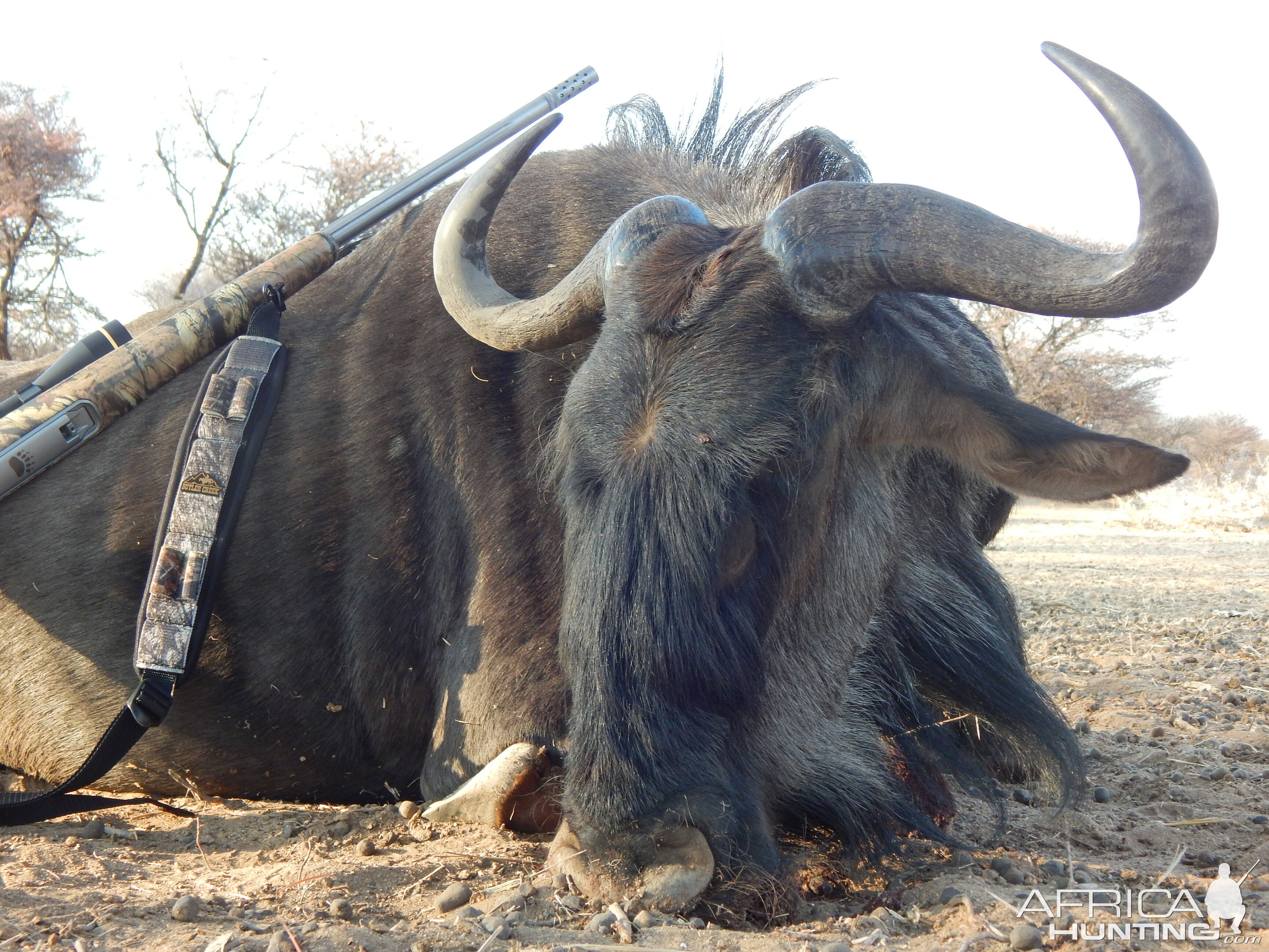 Namibia Hunting Blue Wildebeest