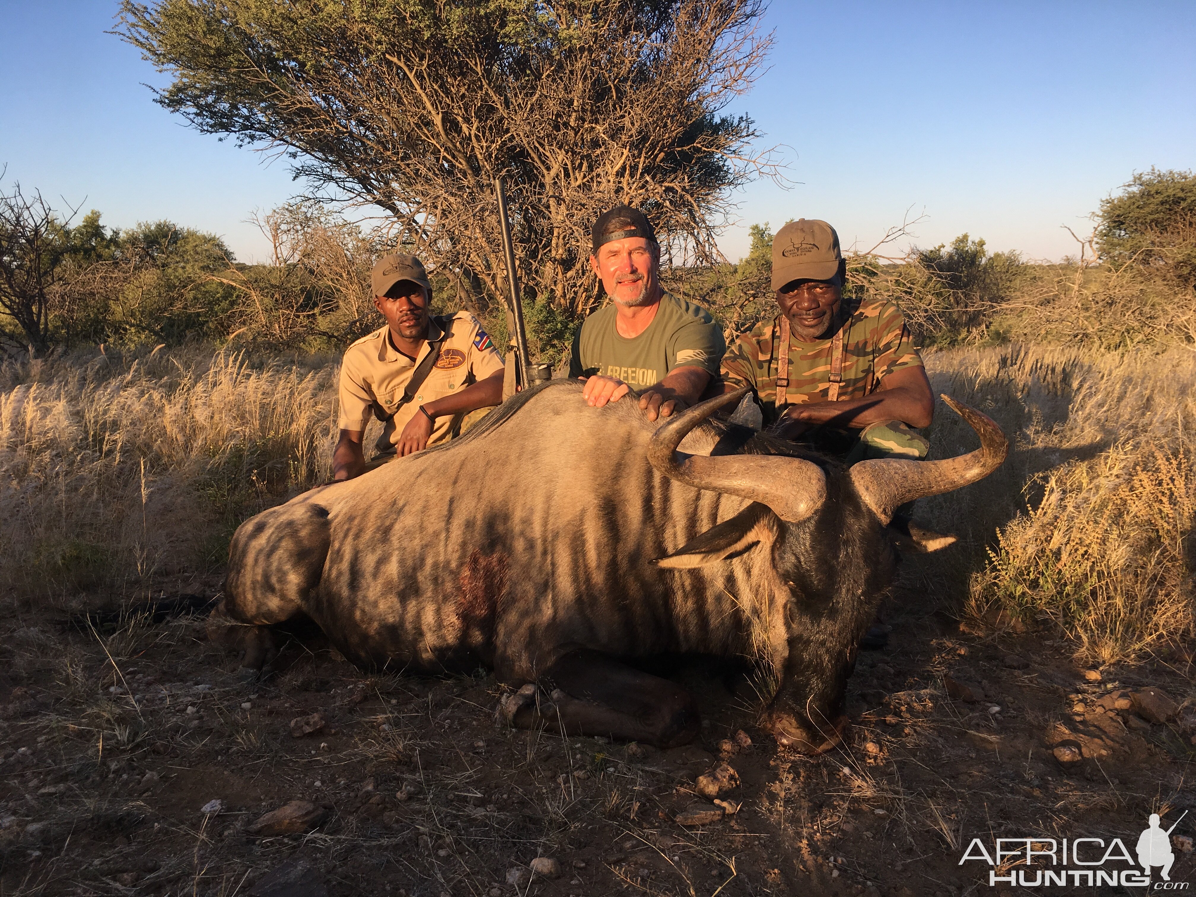 Namibia Hunting Blue Wildebeest