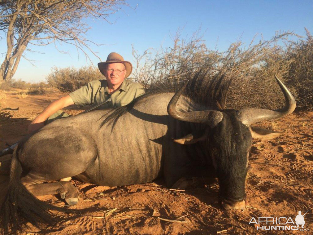 Namibia Hunting Blue Wildebeest