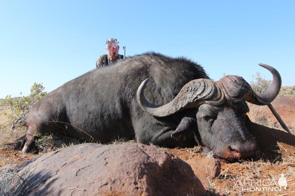 Namibia Hunting Buffalo