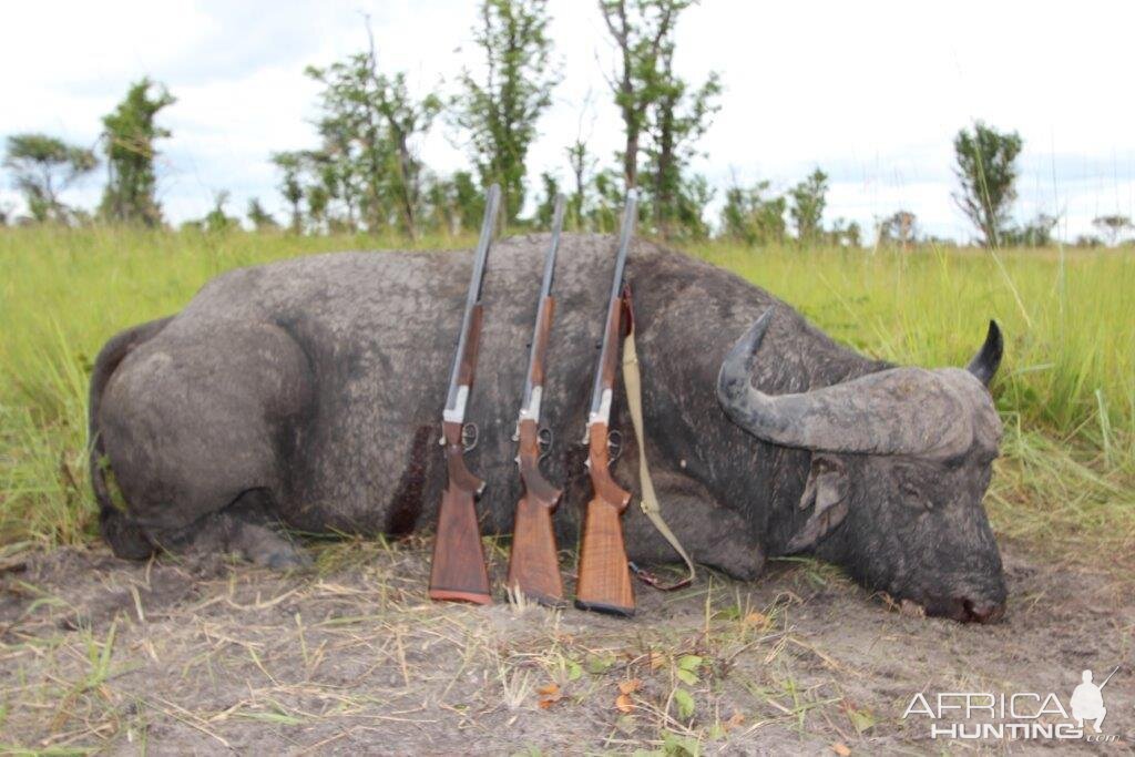 Namibia Hunting Buffalo