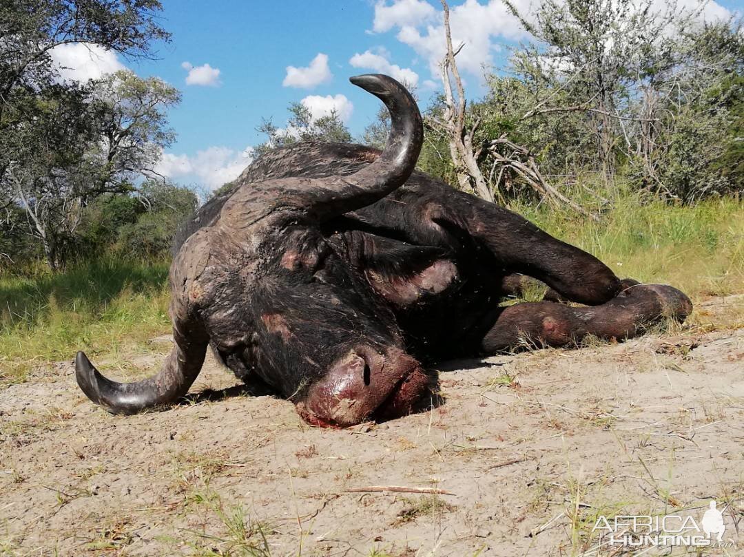 Namibia Hunting Cape Buffalo