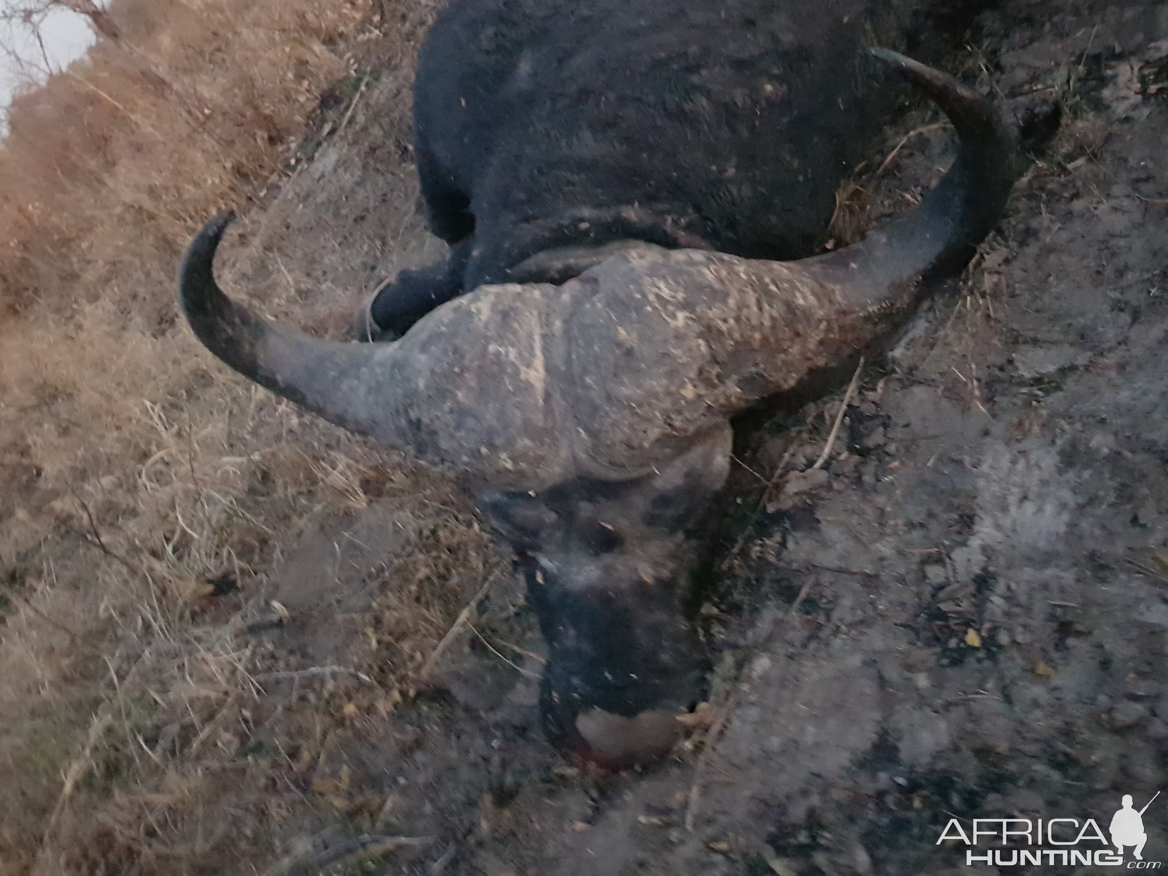 Namibia Hunting Cape Buffalo