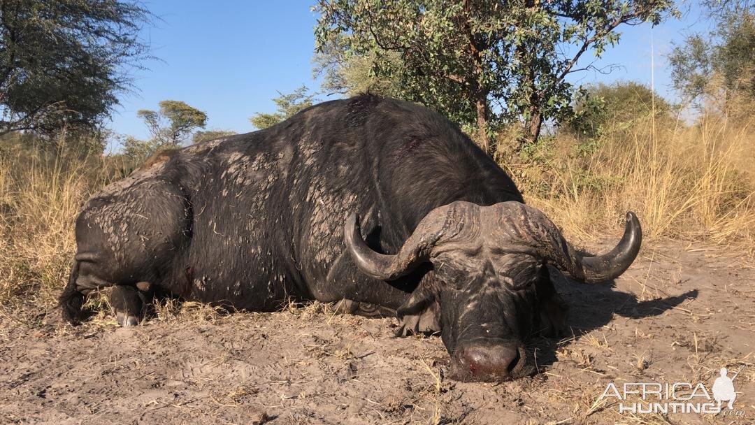 Namibia Hunting Cape Buffalo