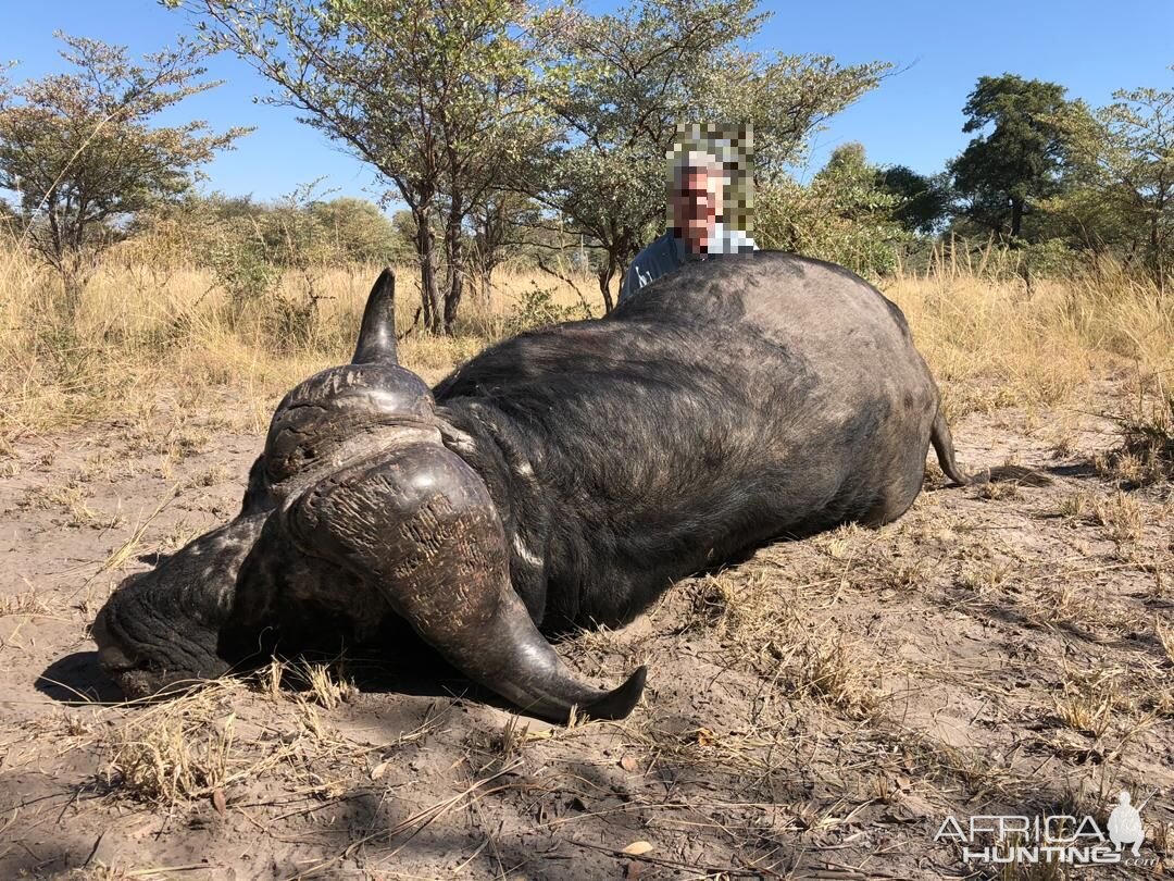 Namibia Hunting Cape Buffalo