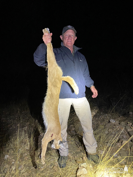 Namibia Hunting Caracal