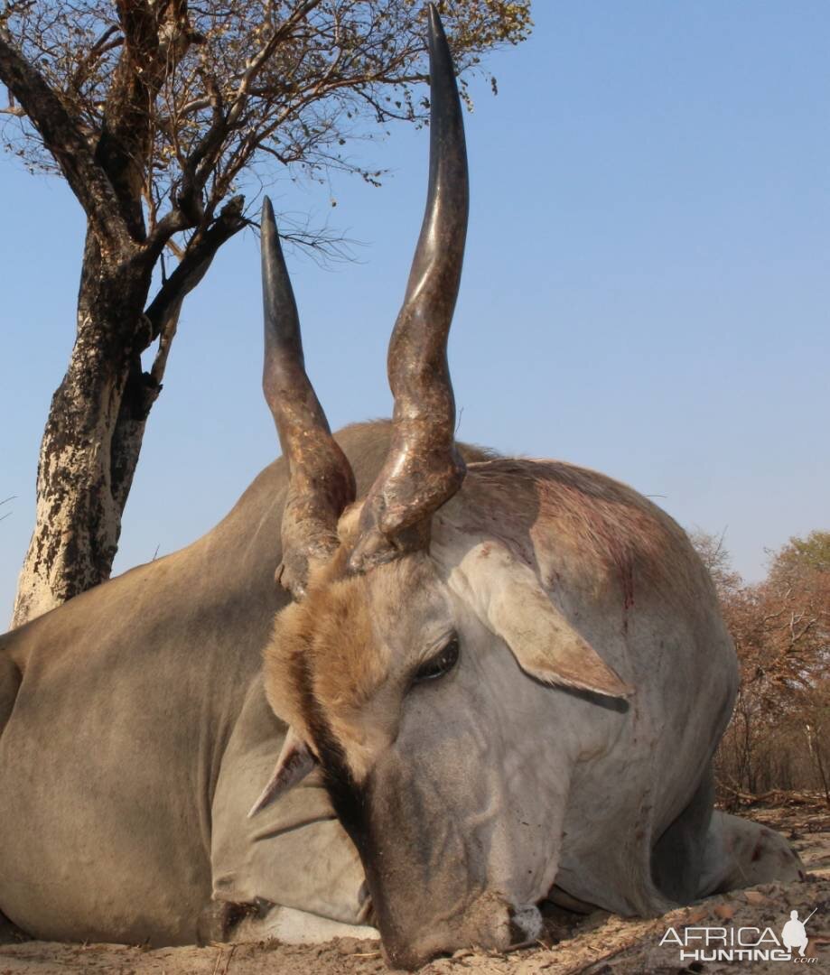 Namibia Hunting Eland