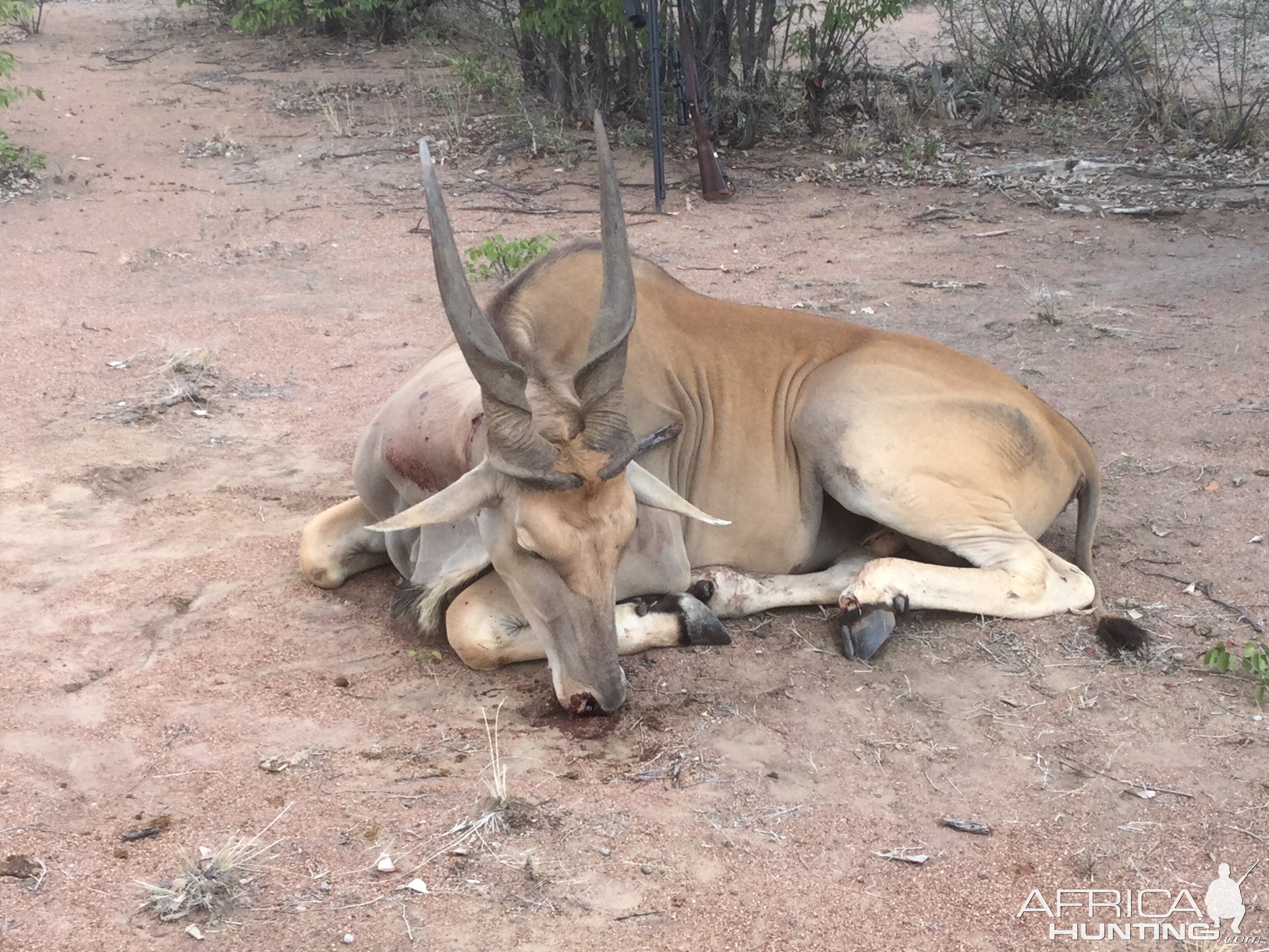 Namibia Hunting Eland