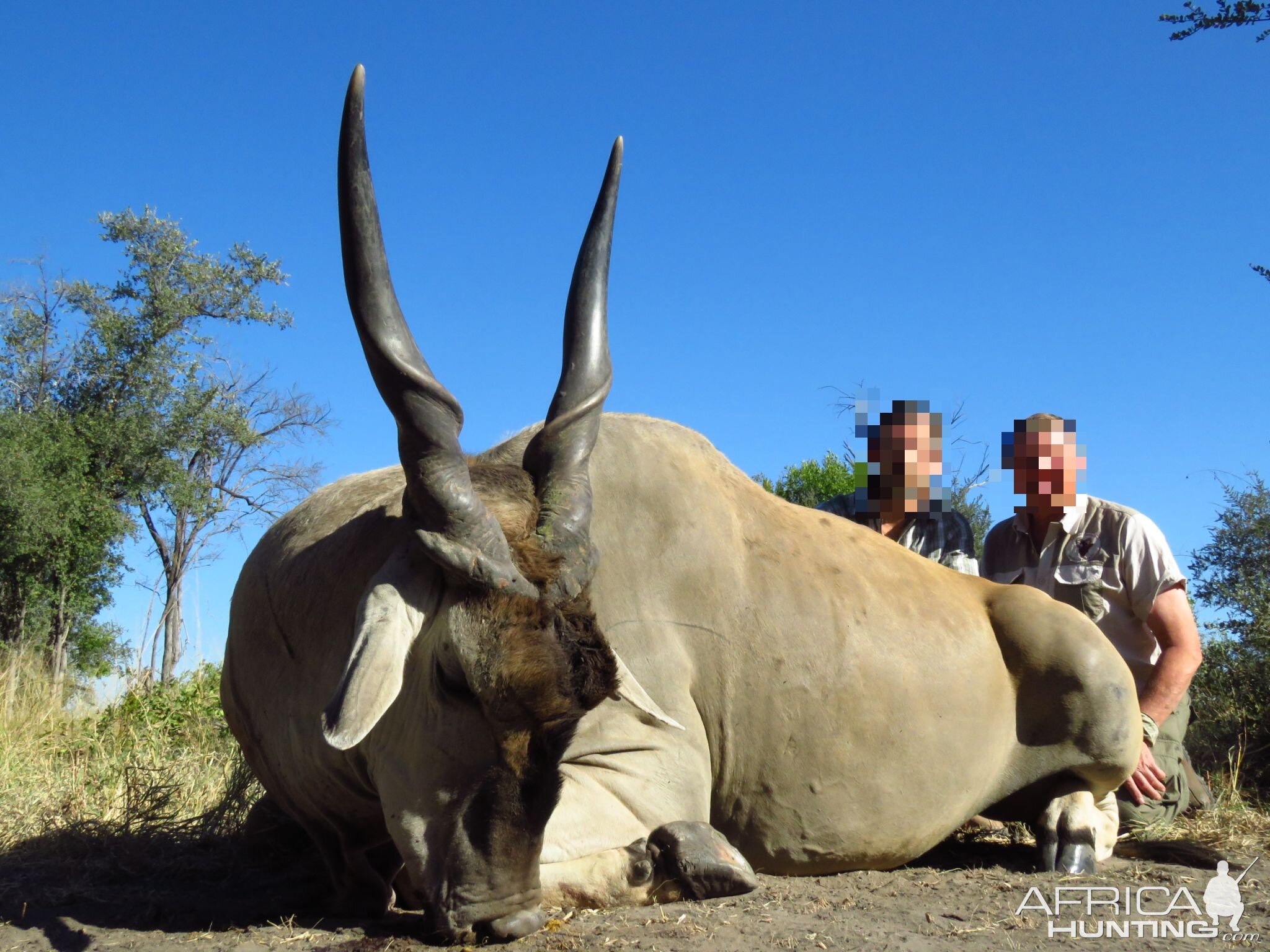 Namibia Hunting Eland