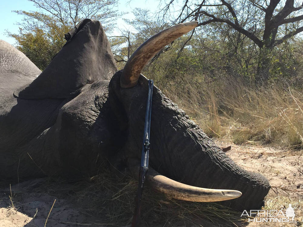 Namibia Hunting Elephant