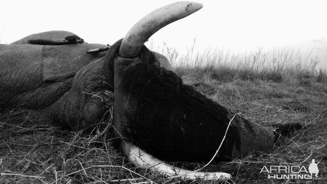 Namibia Hunting Elephant