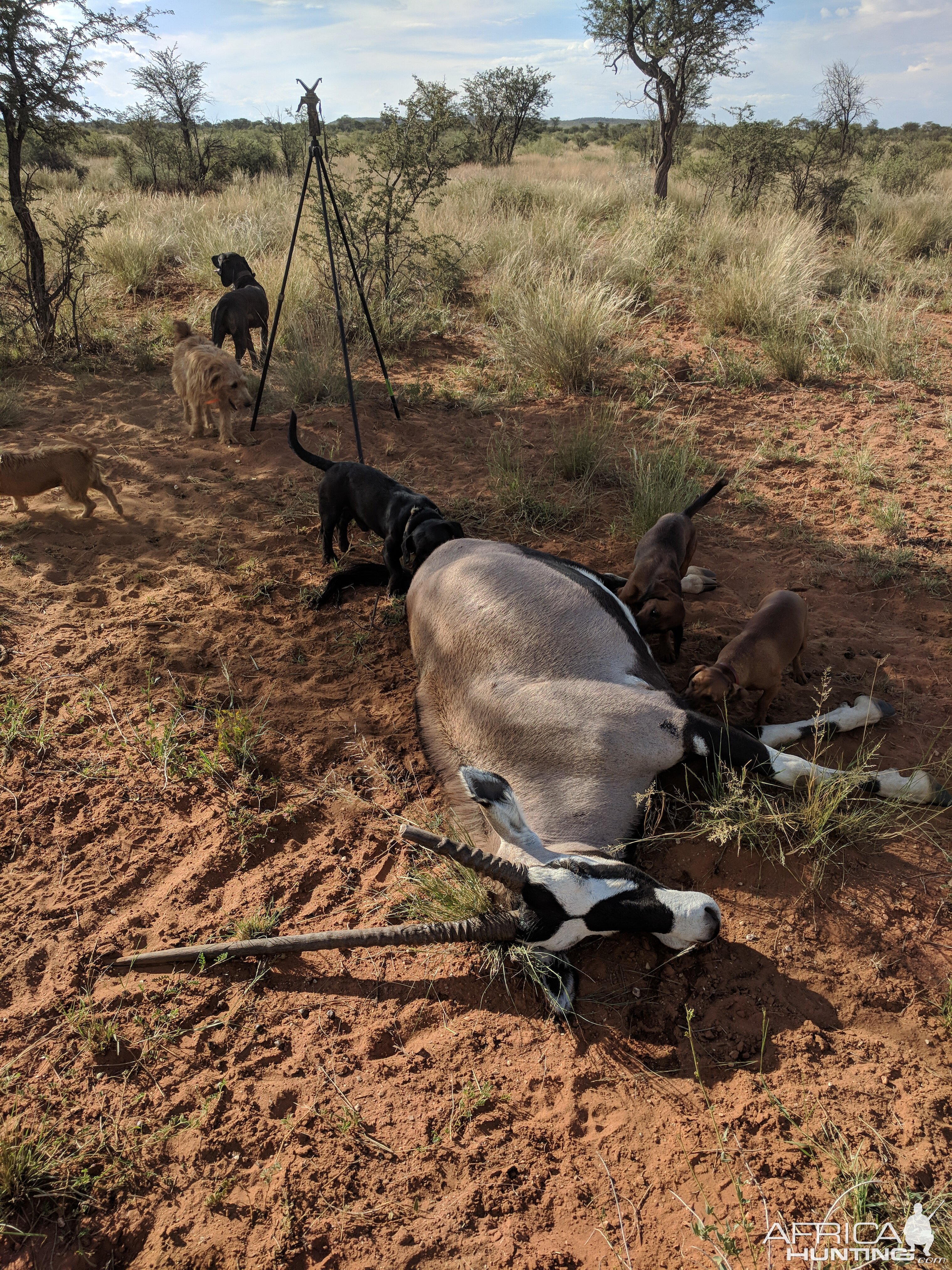 Namibia Hunting Gemsbok