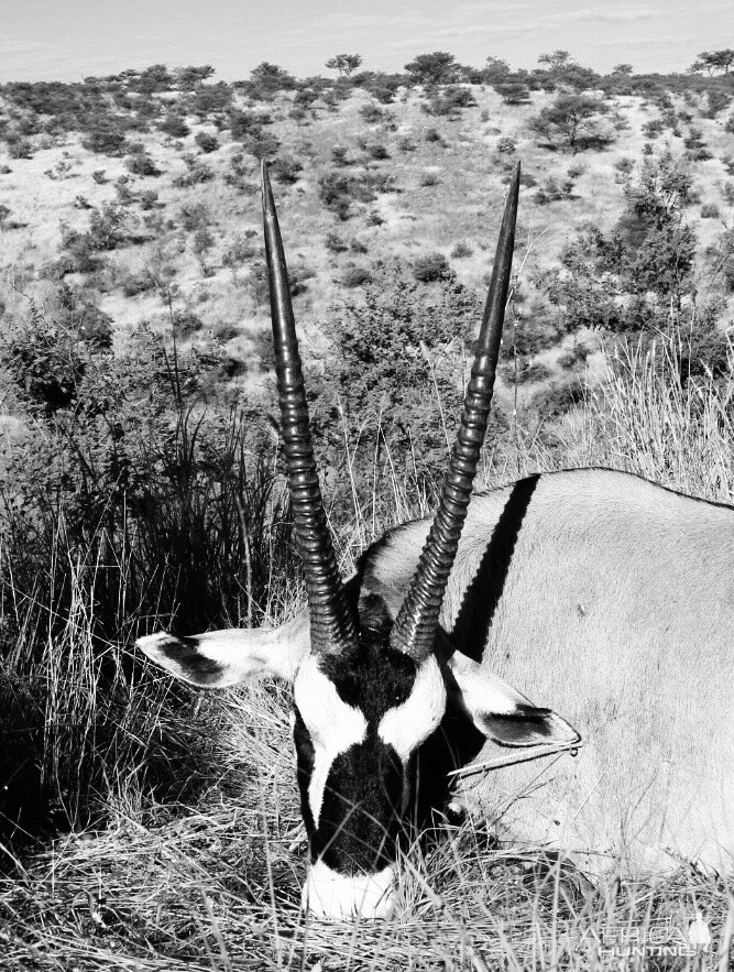 Namibia Hunting Gemsbok