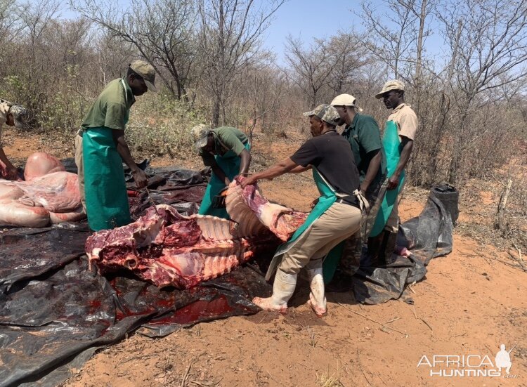 Namibia Hunting Giraffe