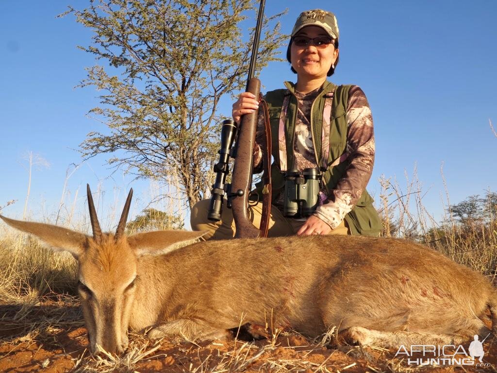 Namibia Hunting Grey Duiker