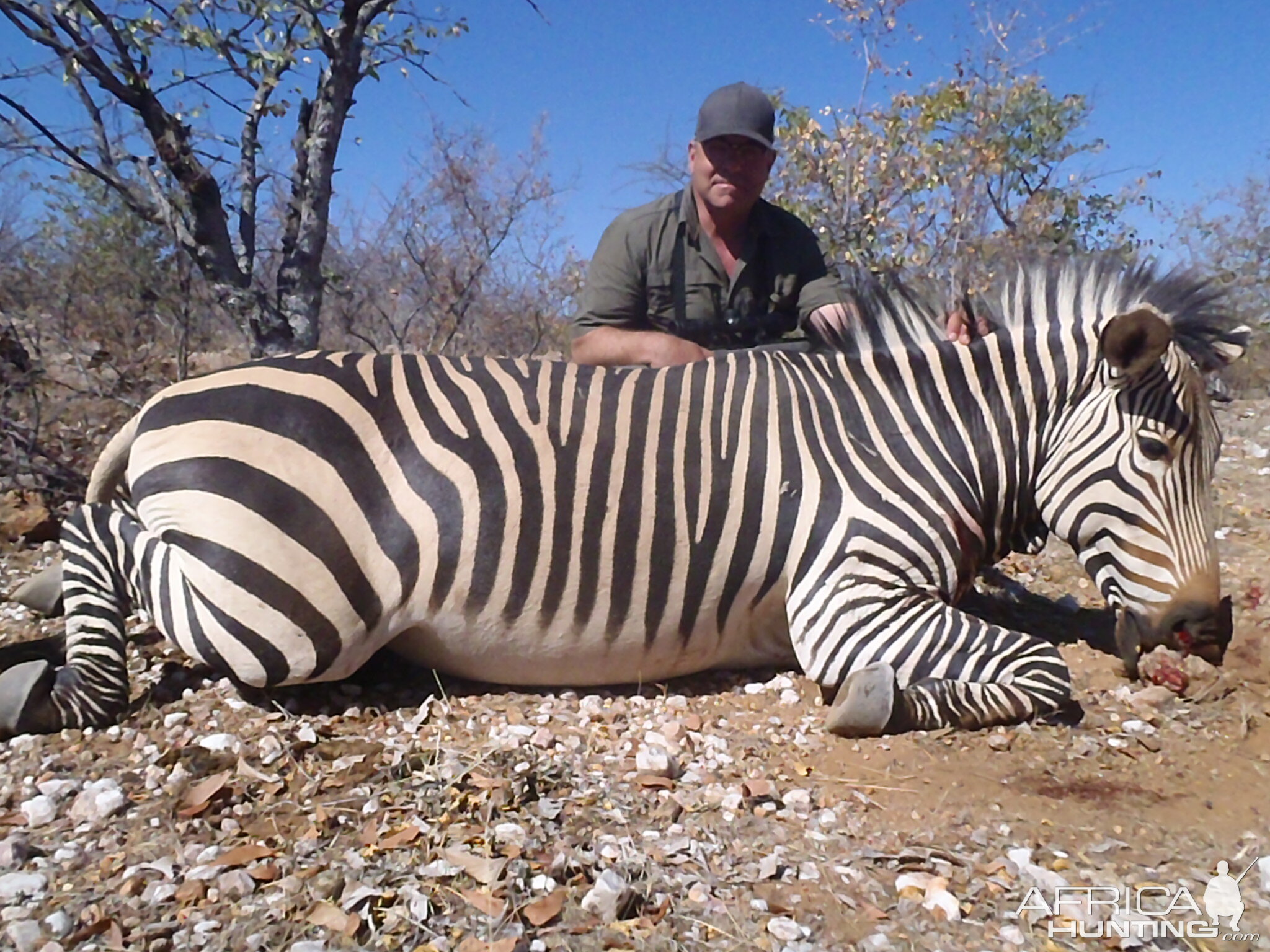 Namibia Hunting Hartmann's Mountain Zebra