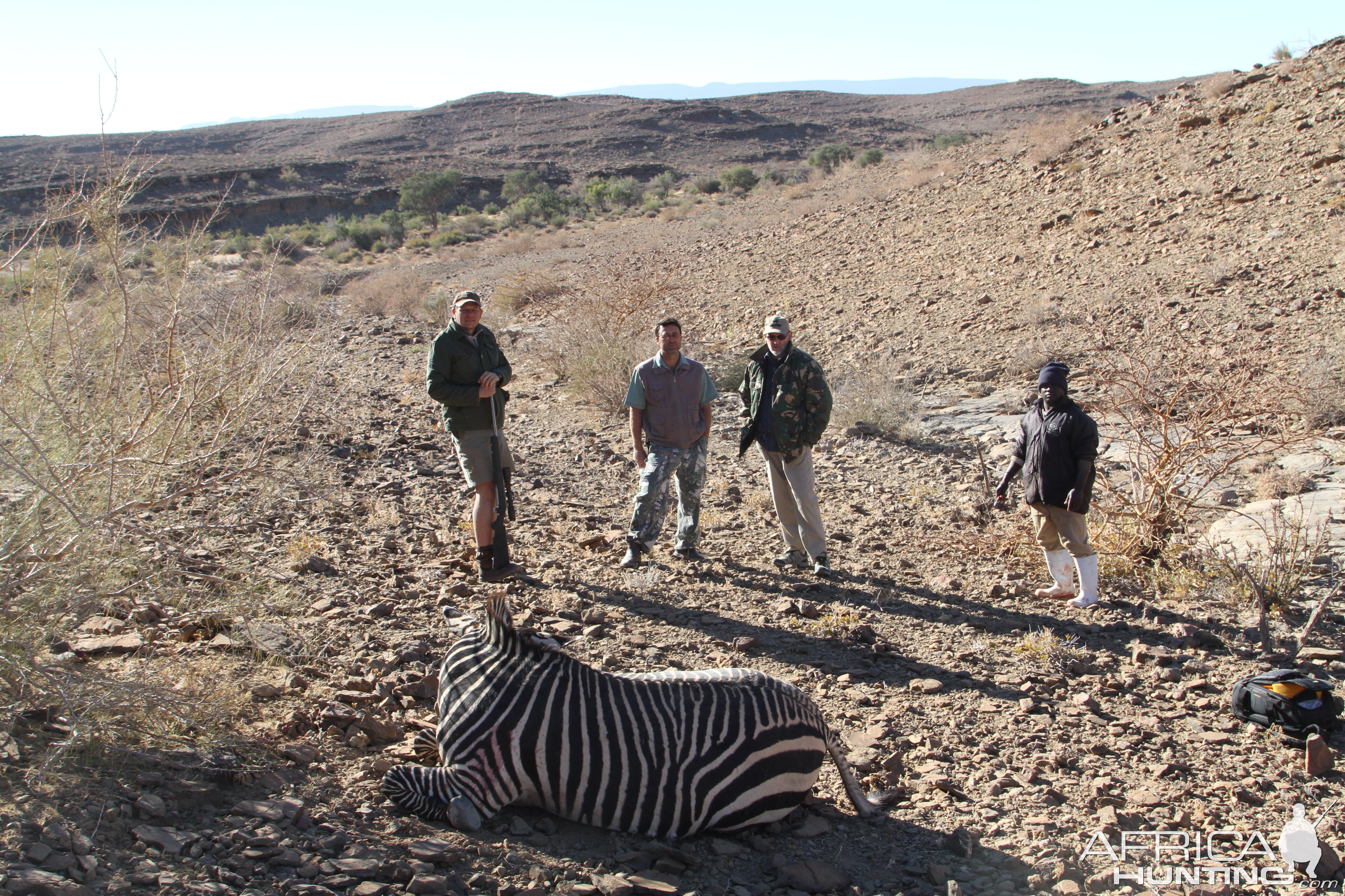 Namibia Hunting Hartmann's Mountain Zebra