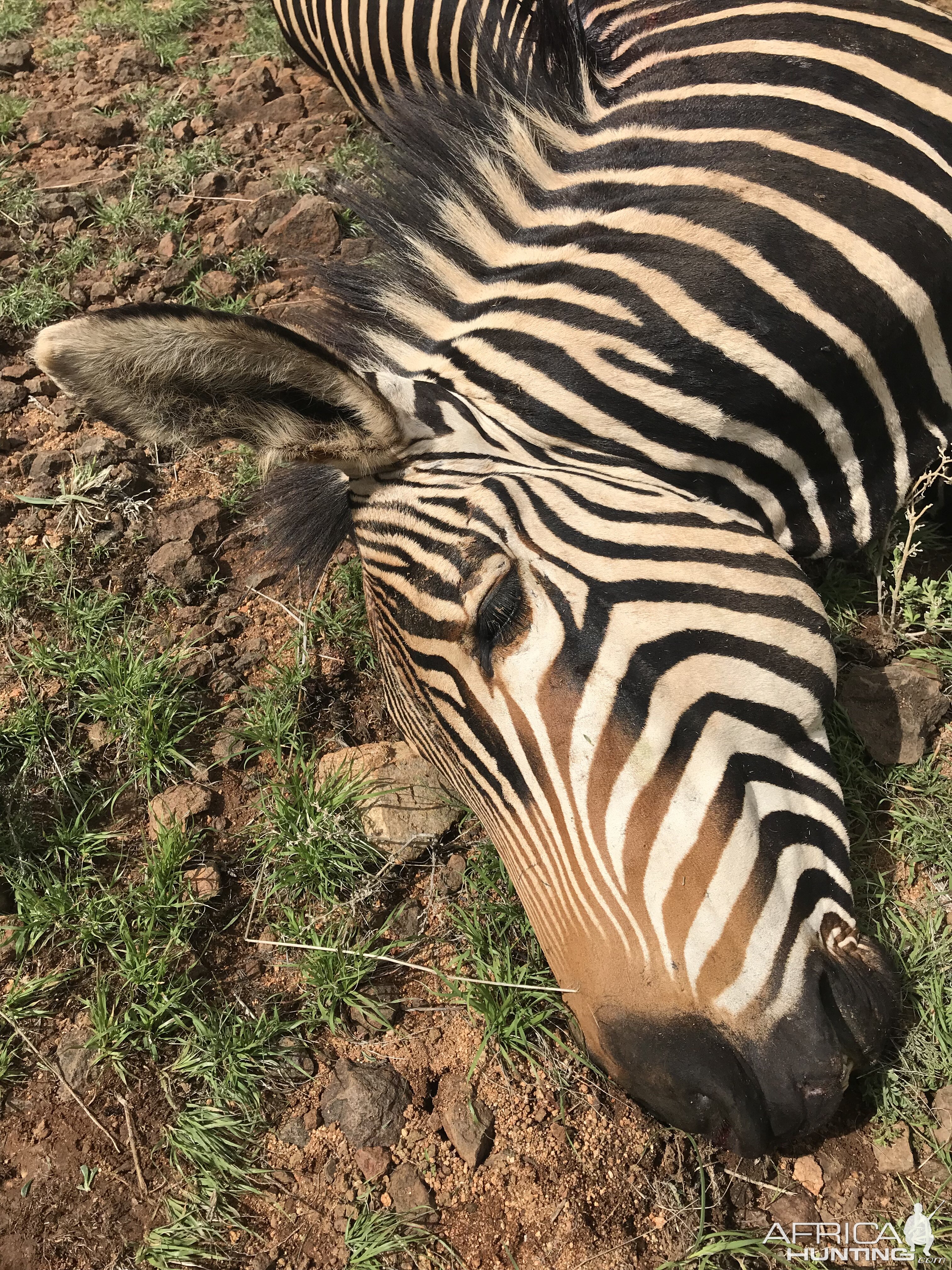 Namibia Hunting Hartmann's Mountain Zebra