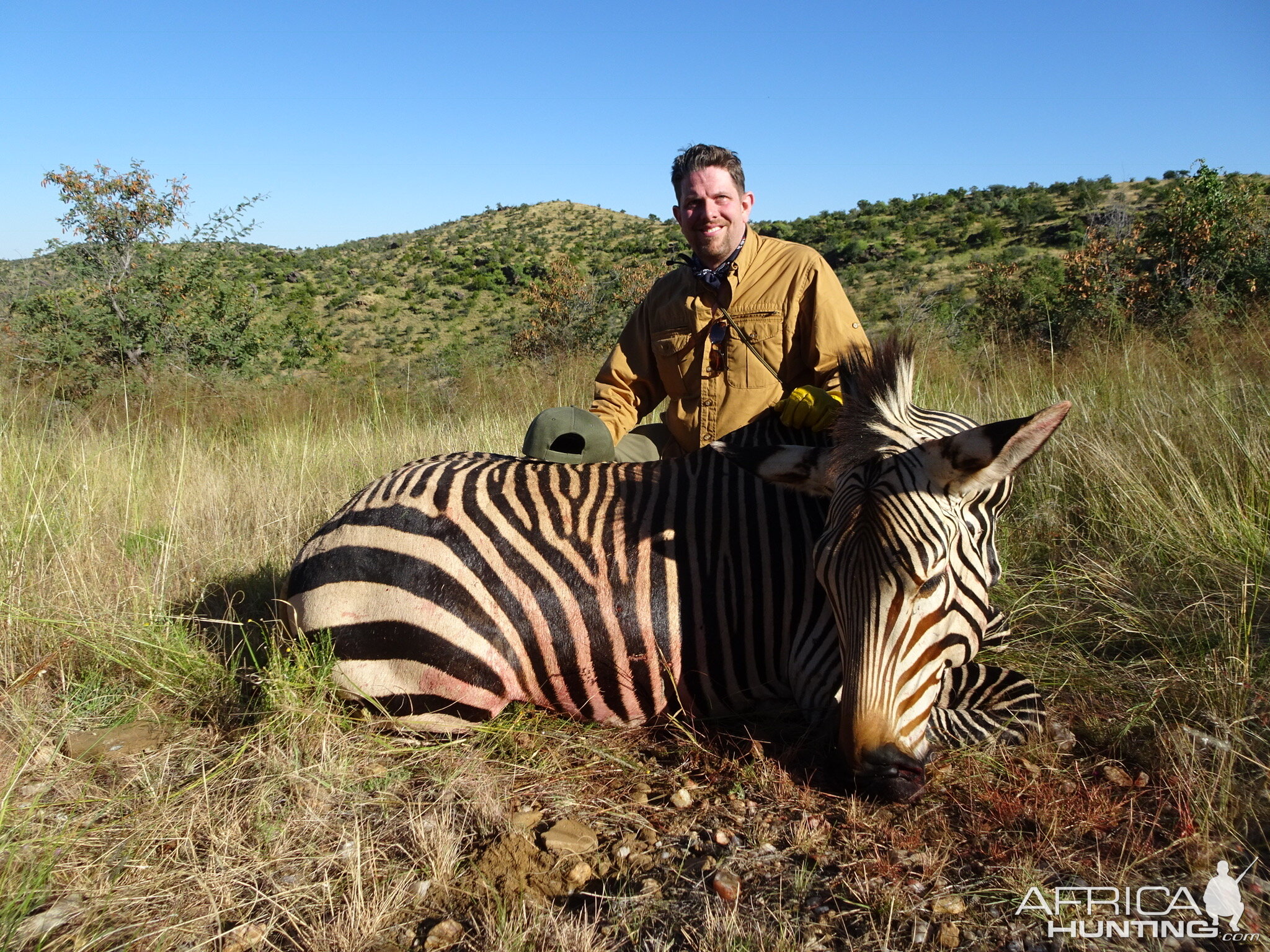 Namibia Hunting Hartmann's Mountain Zebra